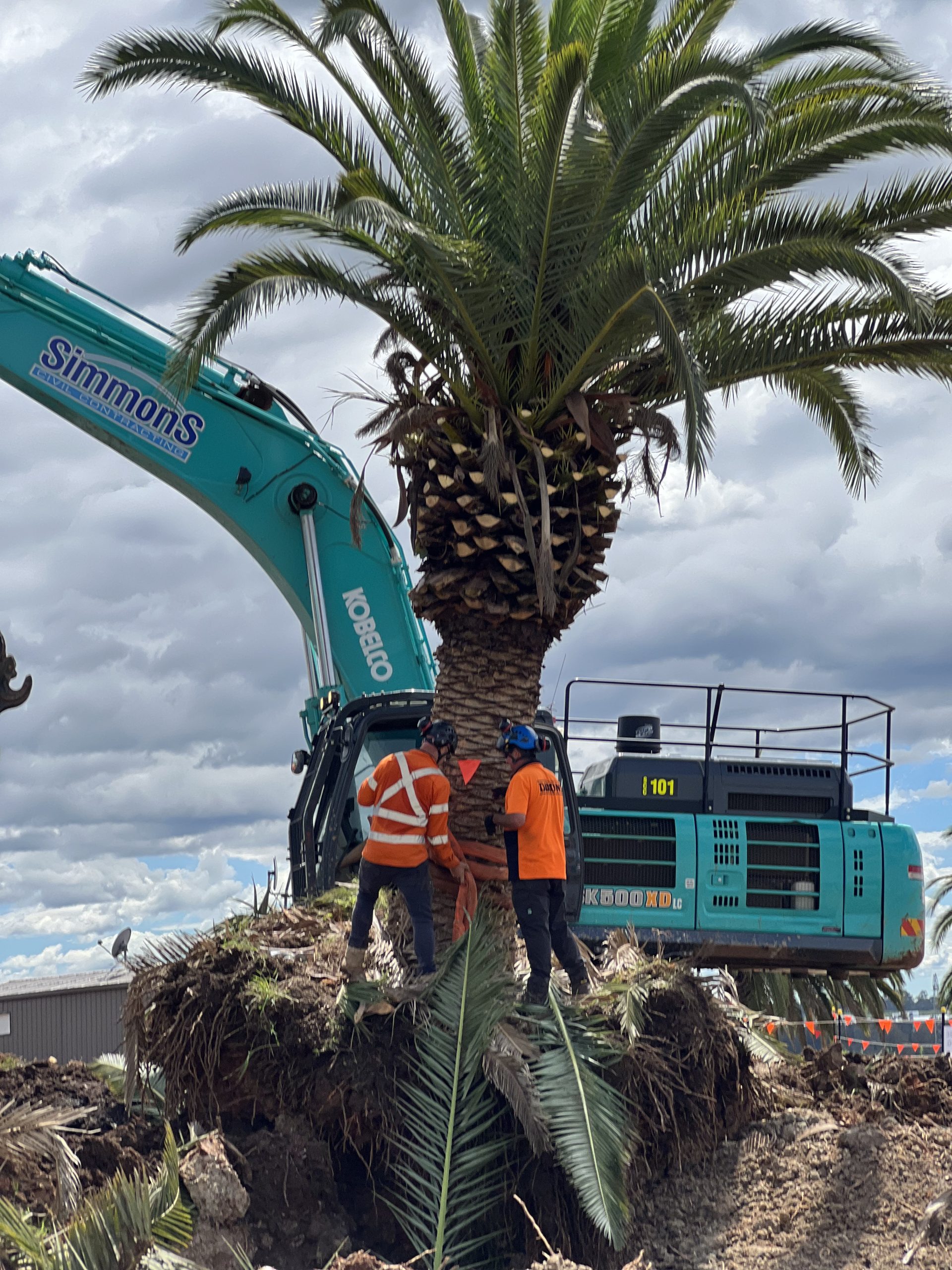 Palm Tree Removal Transplant Relocation Western Sydney