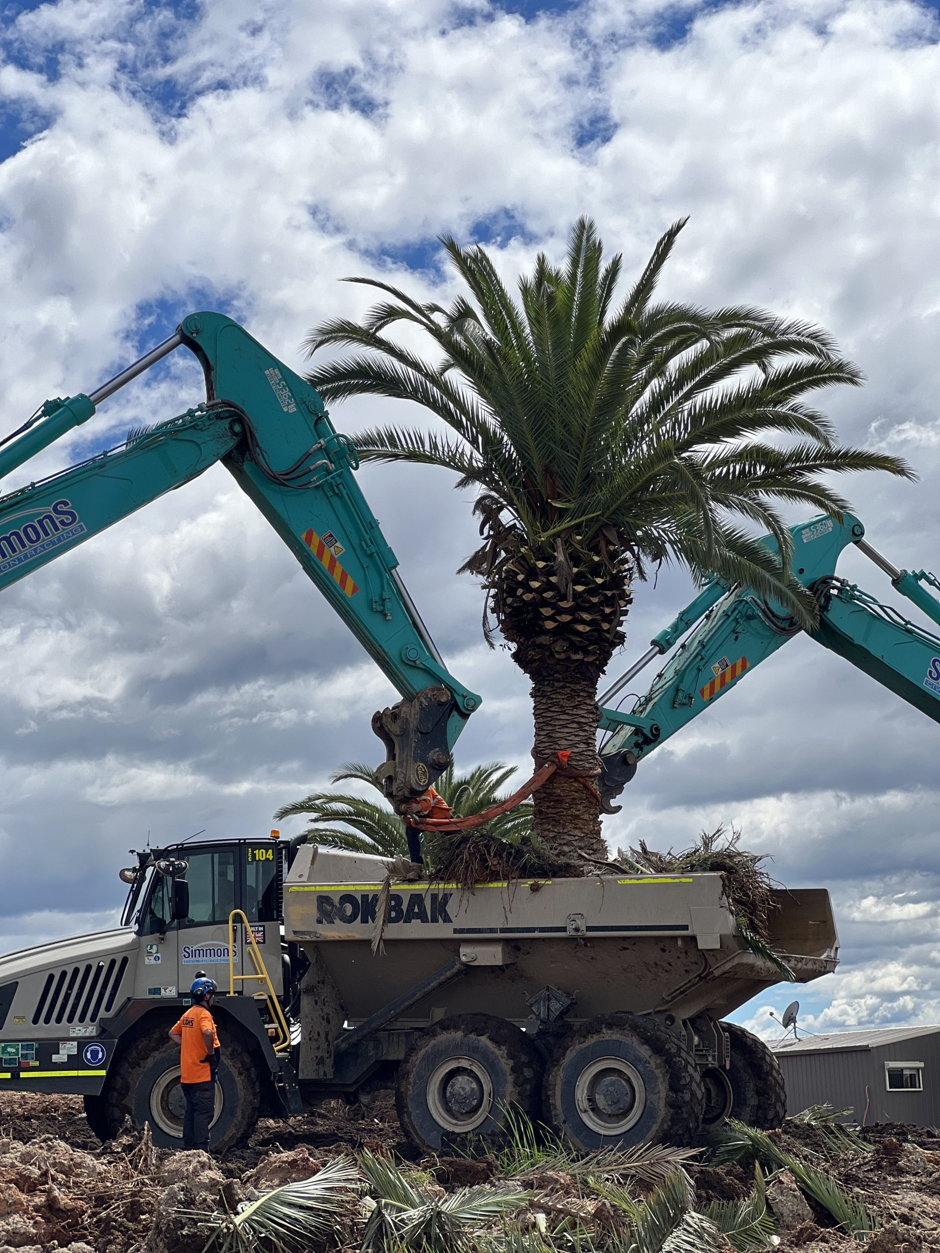 Western Sydney Airport Palm Tree Relocation Dixons Tree Transplanting 