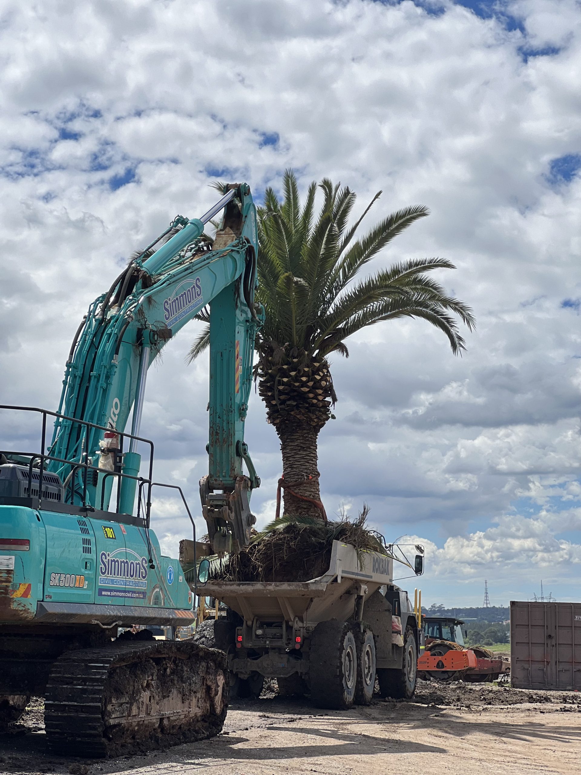 Western Sydney Airport Palm Tree Relocation Dixons Tree Transplanting 