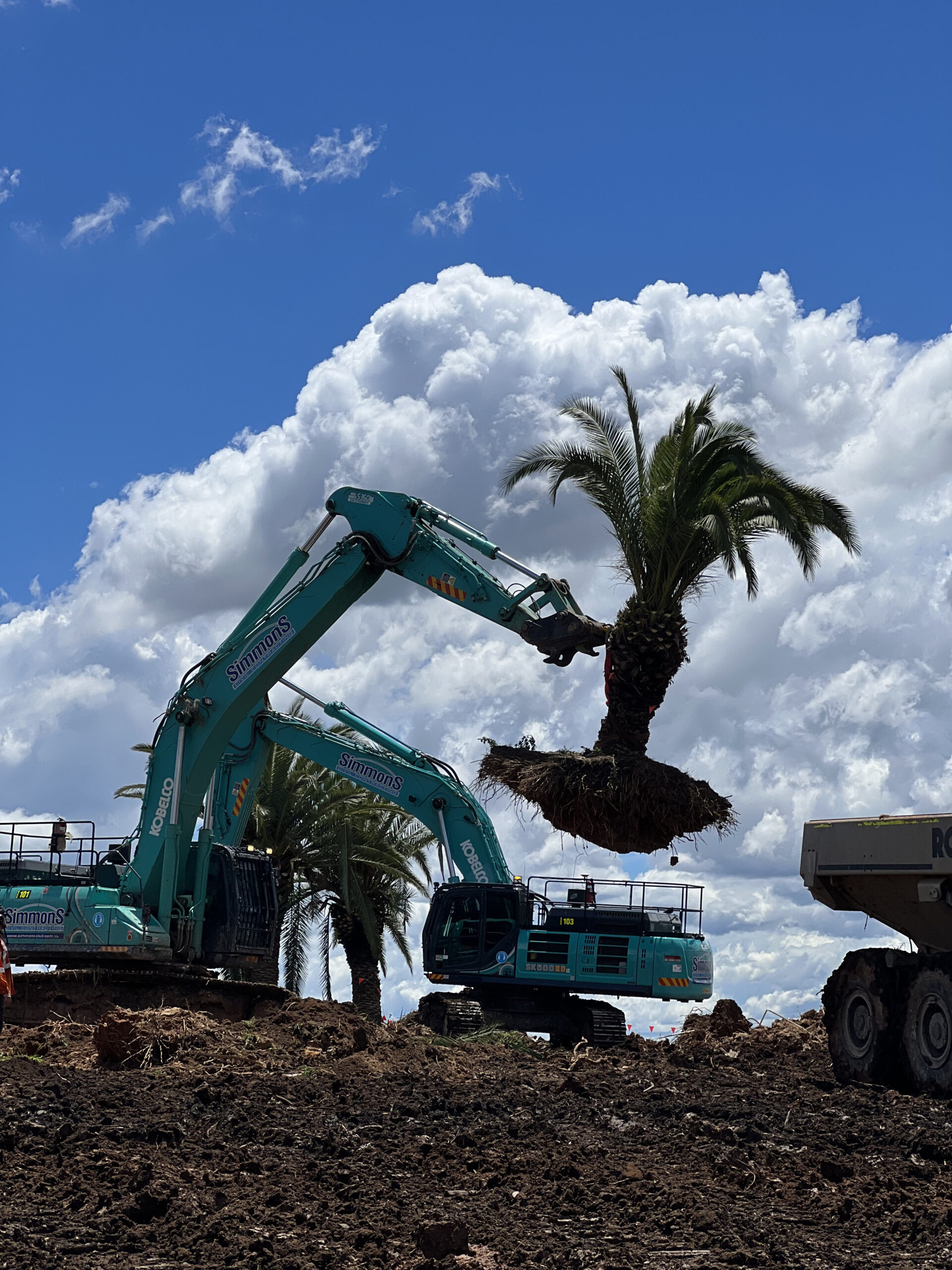 Western Sydney Airport Palm Tree Transplant Relocation