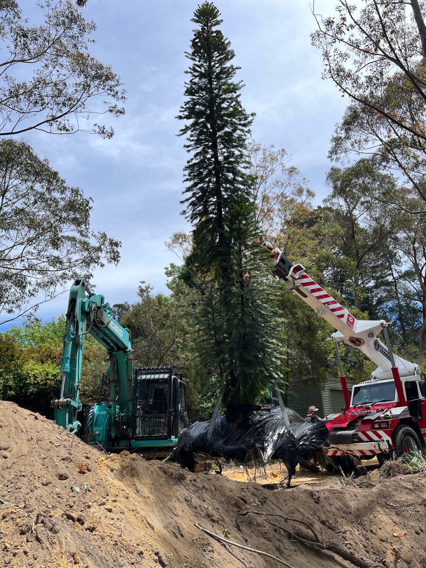 Professional tree relocation services in Blackheath, featuring a tall tree being transplanted with machinery and equipment for safe tree transplanting in Sydney.