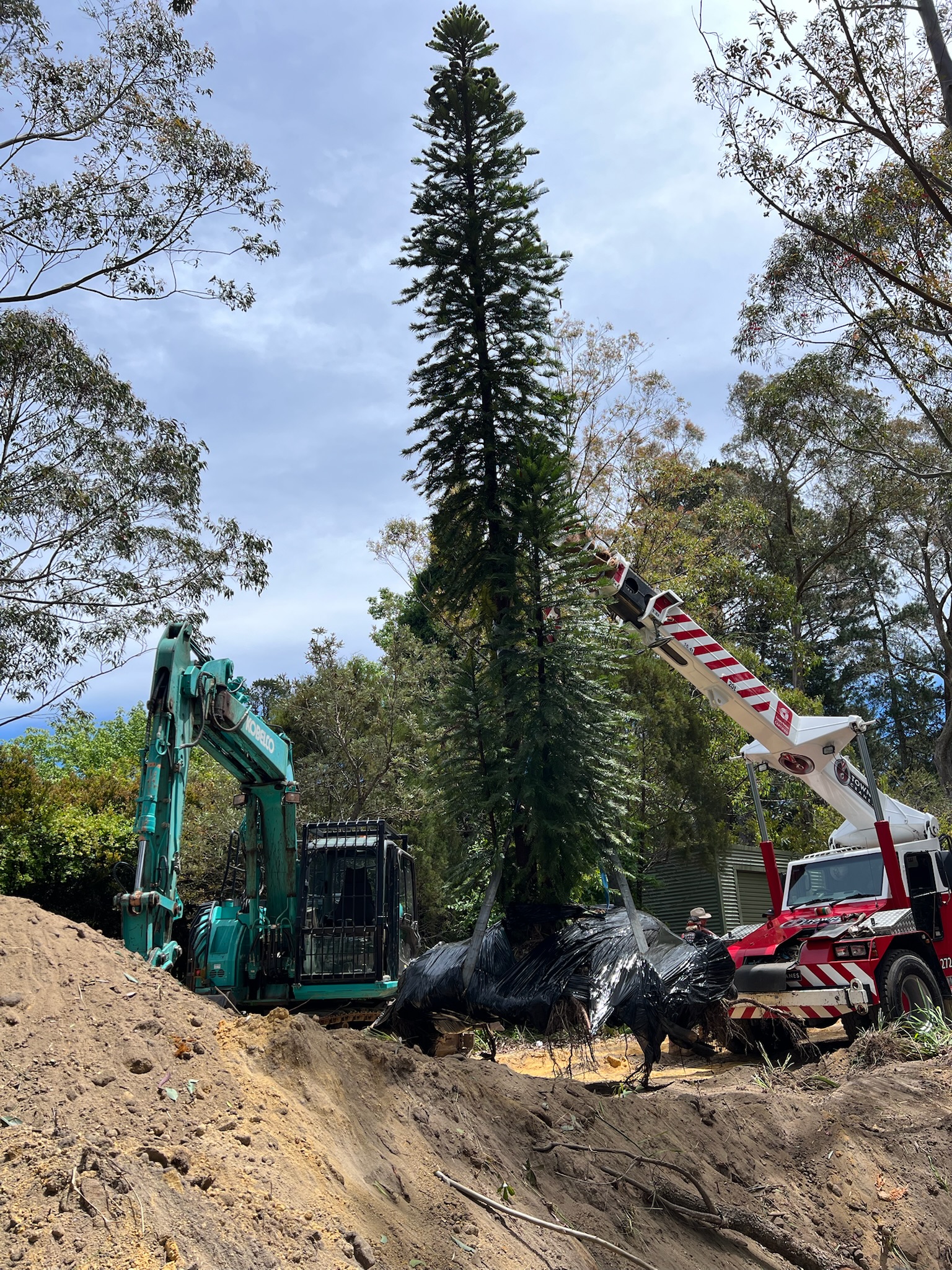 Professional tree relocation services in Blackheath, featuring a tall tree being transplanted with machinery and equipment for safe tree transplanting in Sydney.