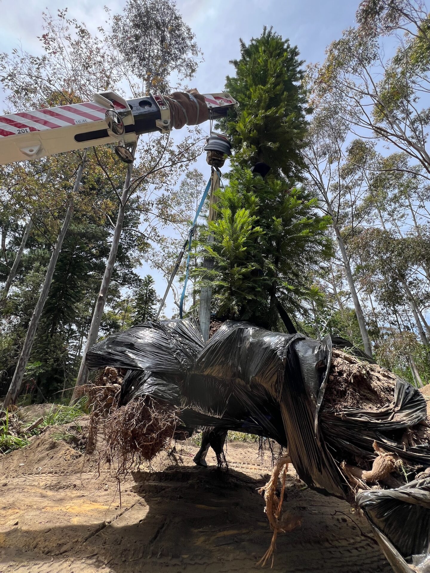 A tree being relocated by a crane, showcasing the expert techniques of Dixons Tree Transplanting to preserve the tree's vitality and enhance the landscape.