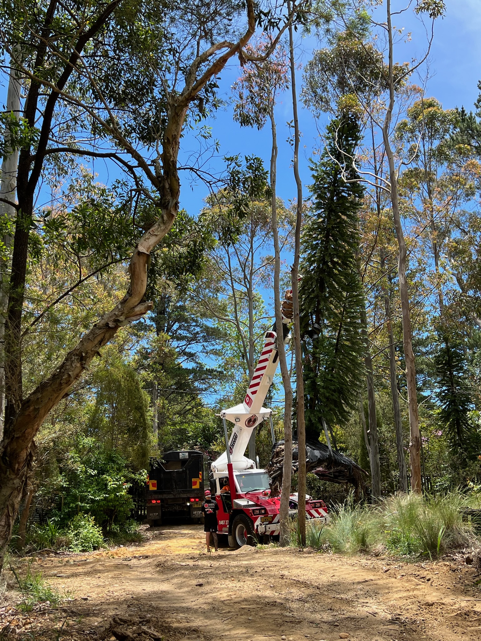 Tree relocation service in a forested area, featuring specialized equipment lifting a tree while a worker supervises, showcasing professional tree transplanting in Sydney.