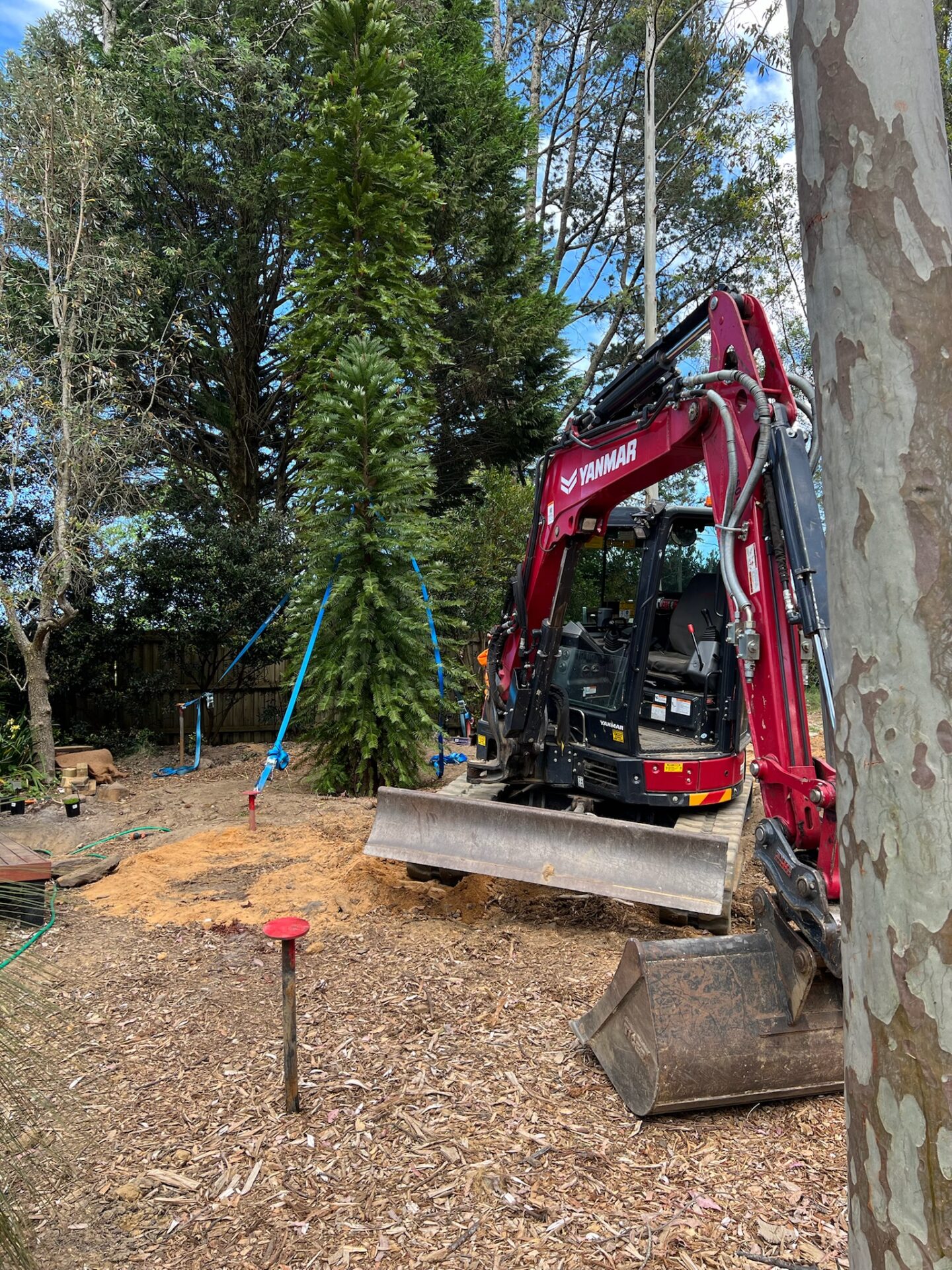 Professional tree relocation service in progress, featuring a red Yanmar excavator preparing for tree transplanting in a residential garden in Blackheath, Sydney.