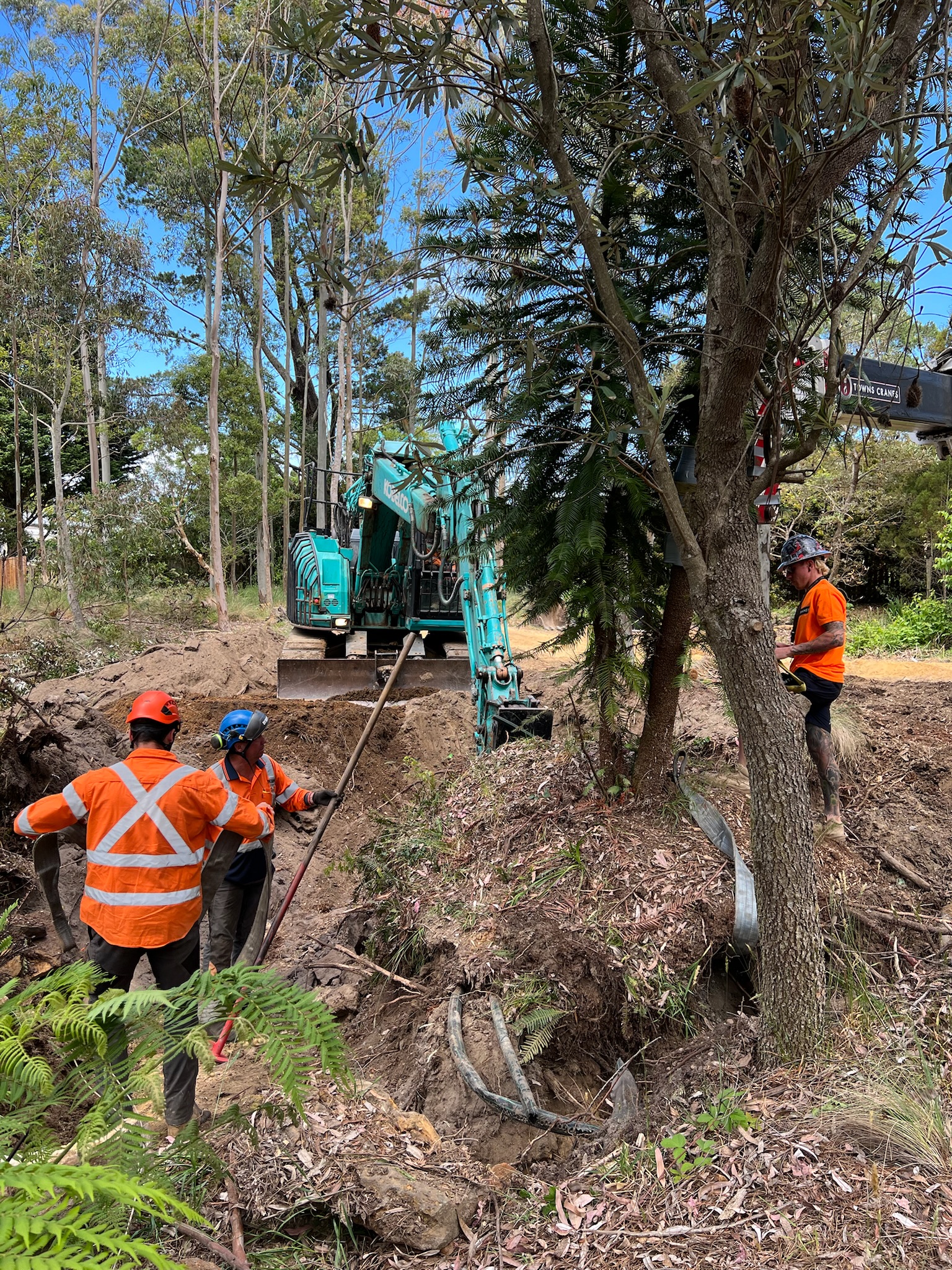Tree relocation professionals using equipment for safe tree transplanting at a private residence in Sydney, surrounded by greenery.