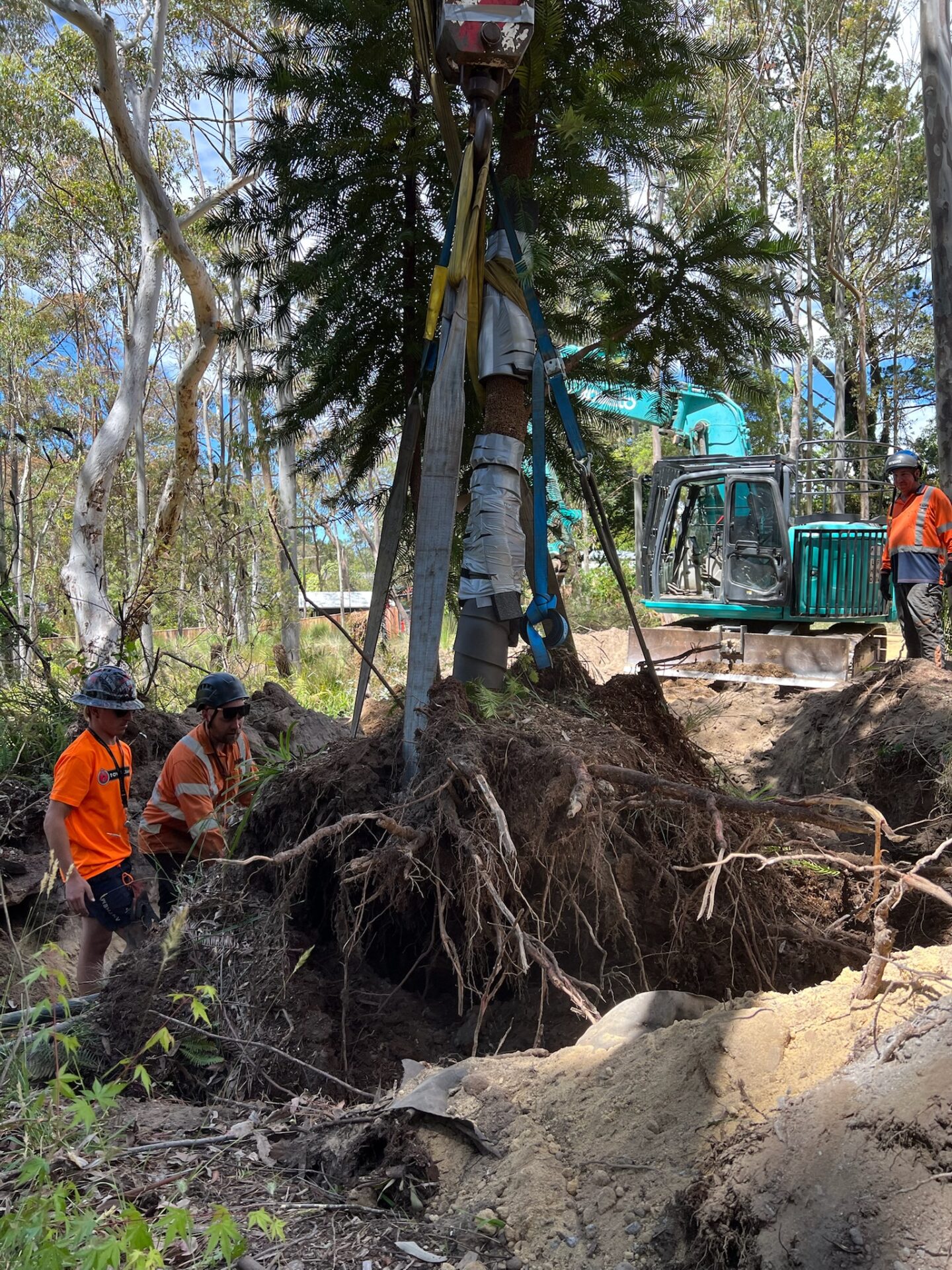 Professionals conducting tree relocation in a forested area, with heavy machinery and equipment focused on safely transplanting a tree in Sydney.