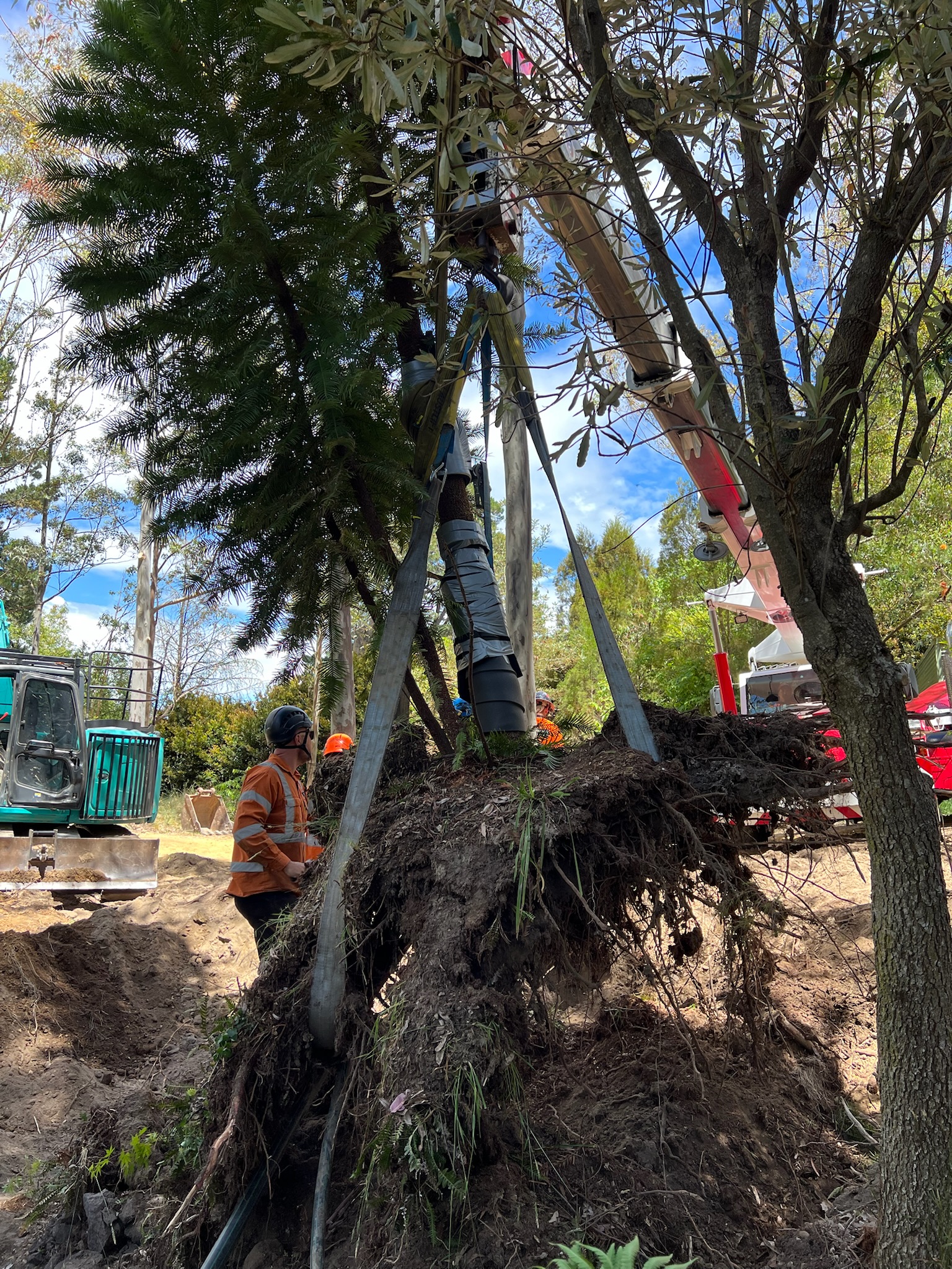 Tree relocation process in Sydney with professional workers using equipment to carefully transplant a large tree, showcasing safe tree transplanting services in a residential area.