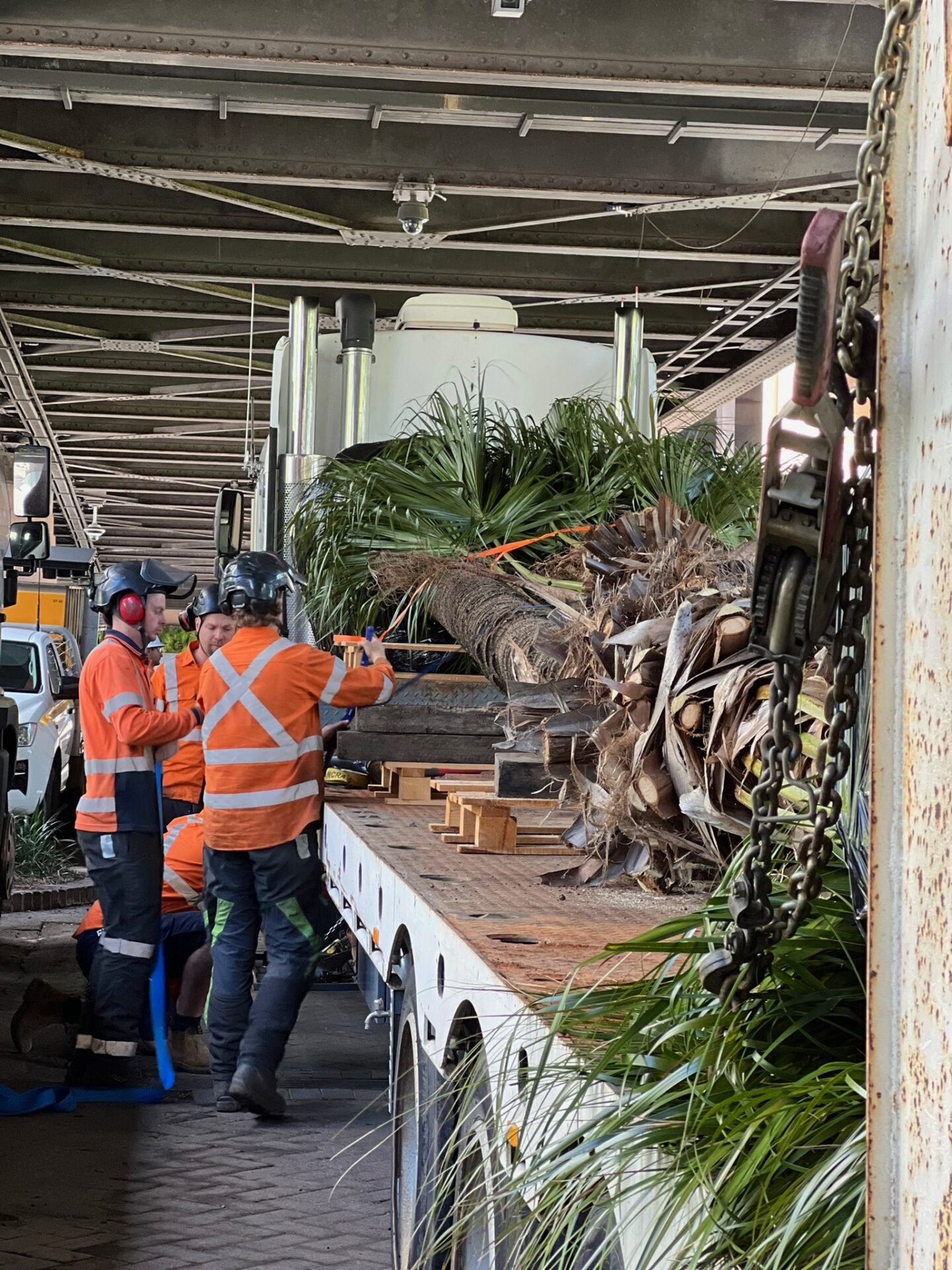 Tree relocation team in Sydney preparing to transplant a large palm tree at Circular Quay, showcasing professional tree transplanting services.