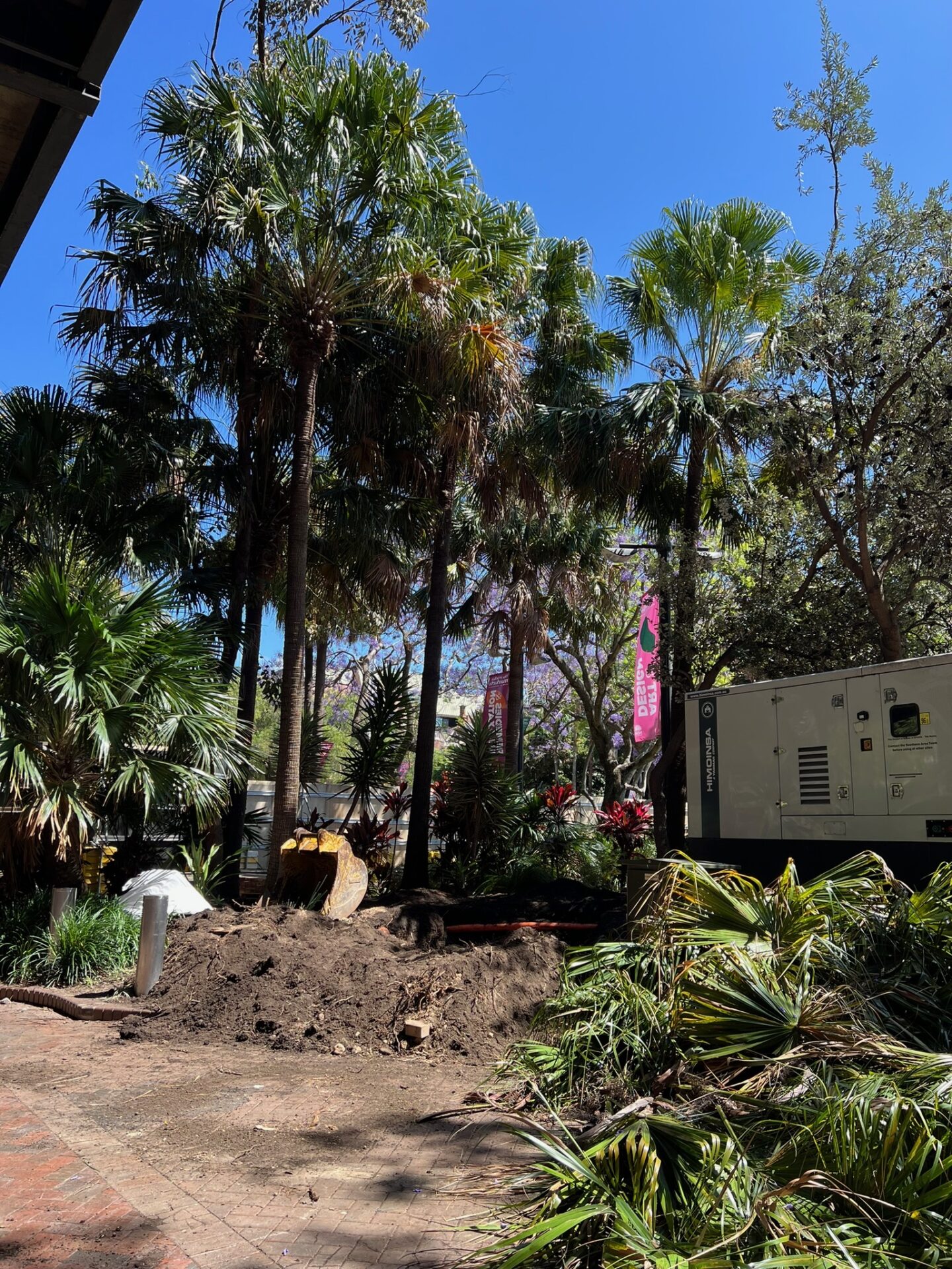 Safe tree relocation in progress at Circular Quay, featuring lush palm trees, freshly disturbed earth, and equipment for professional tree transplanting services in Sydney.