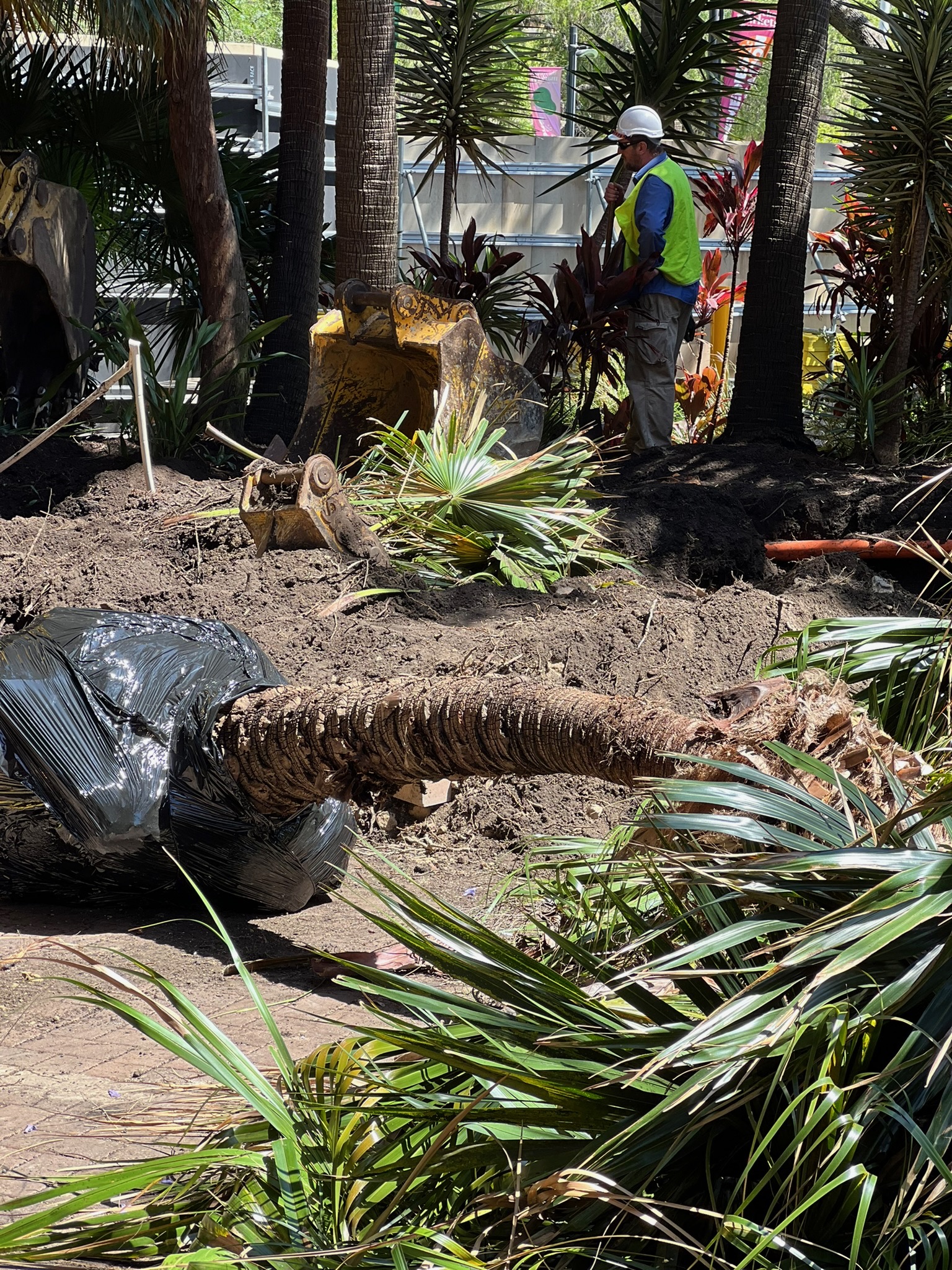 Professional tree transplanting services in action at Circular Quay, featuring a worker preparing to relocate a palm tree wrapped in protective black material amidst a landscaped area.
