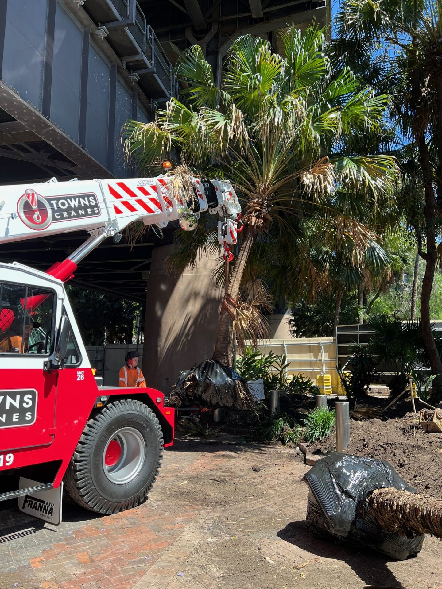 A crane operated by Towns Cranes lifting a palm tree during a tree relocation process at Circular Quay in Sydney, showcasing professional tree transplanting services.
