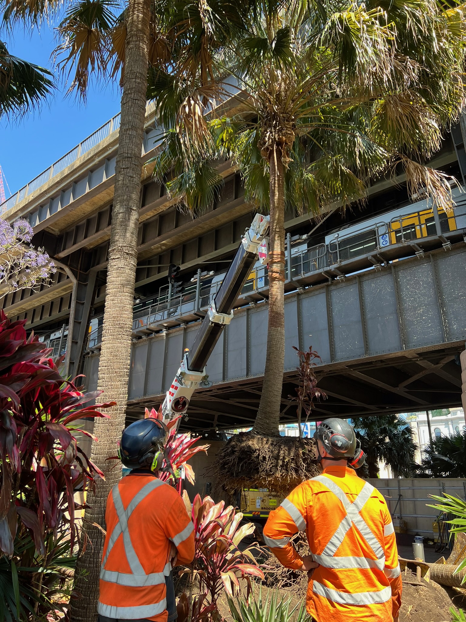 Two tree relocation experts in safety gear using a crane to transplant a palm tree in Sydney, with a construction backdrop and various tropical plants.