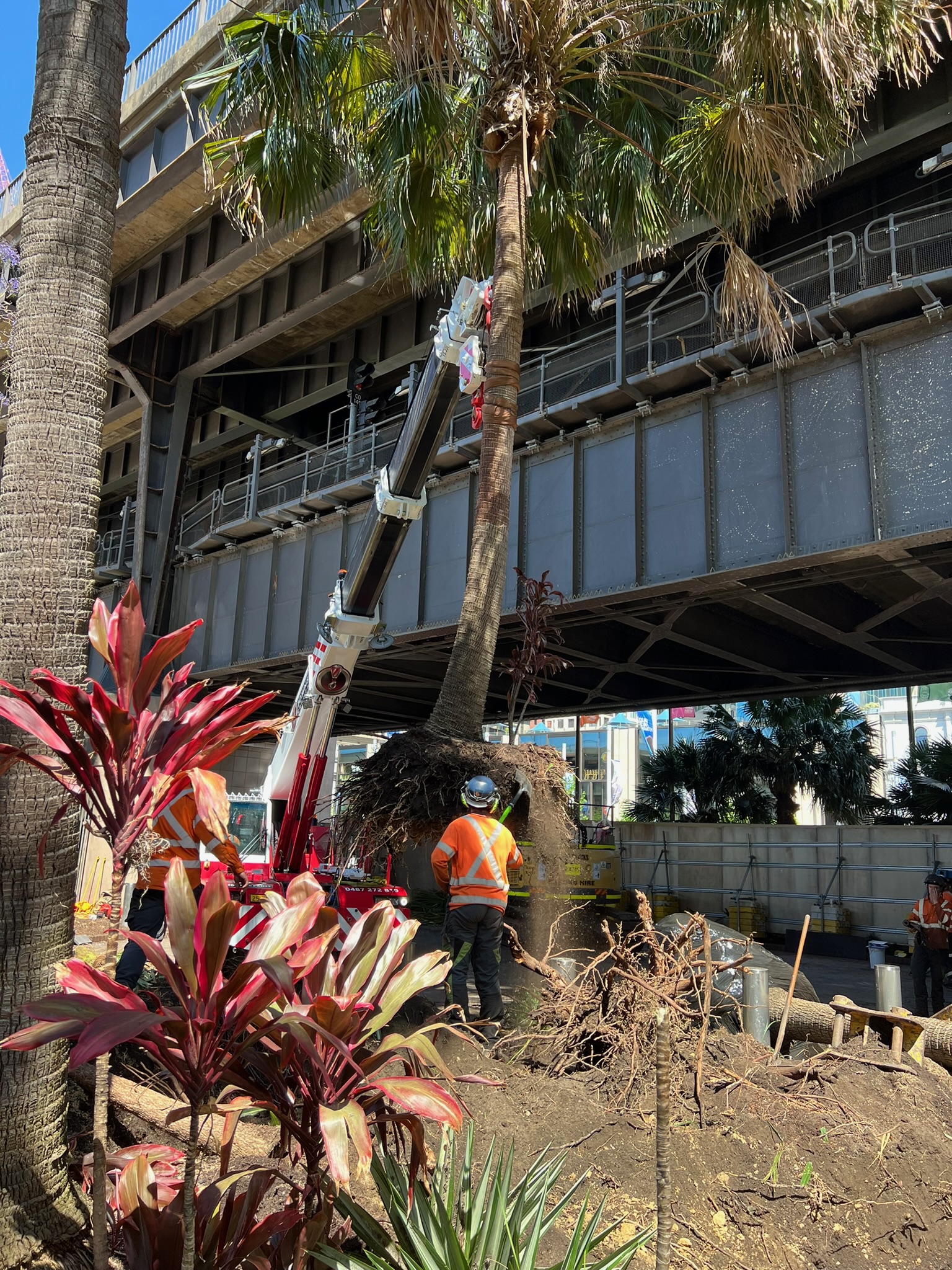 Tree relocation professionals transplanting a palm tree near Circular Quay in Sydney, demonstrating safe tree transplanting services.