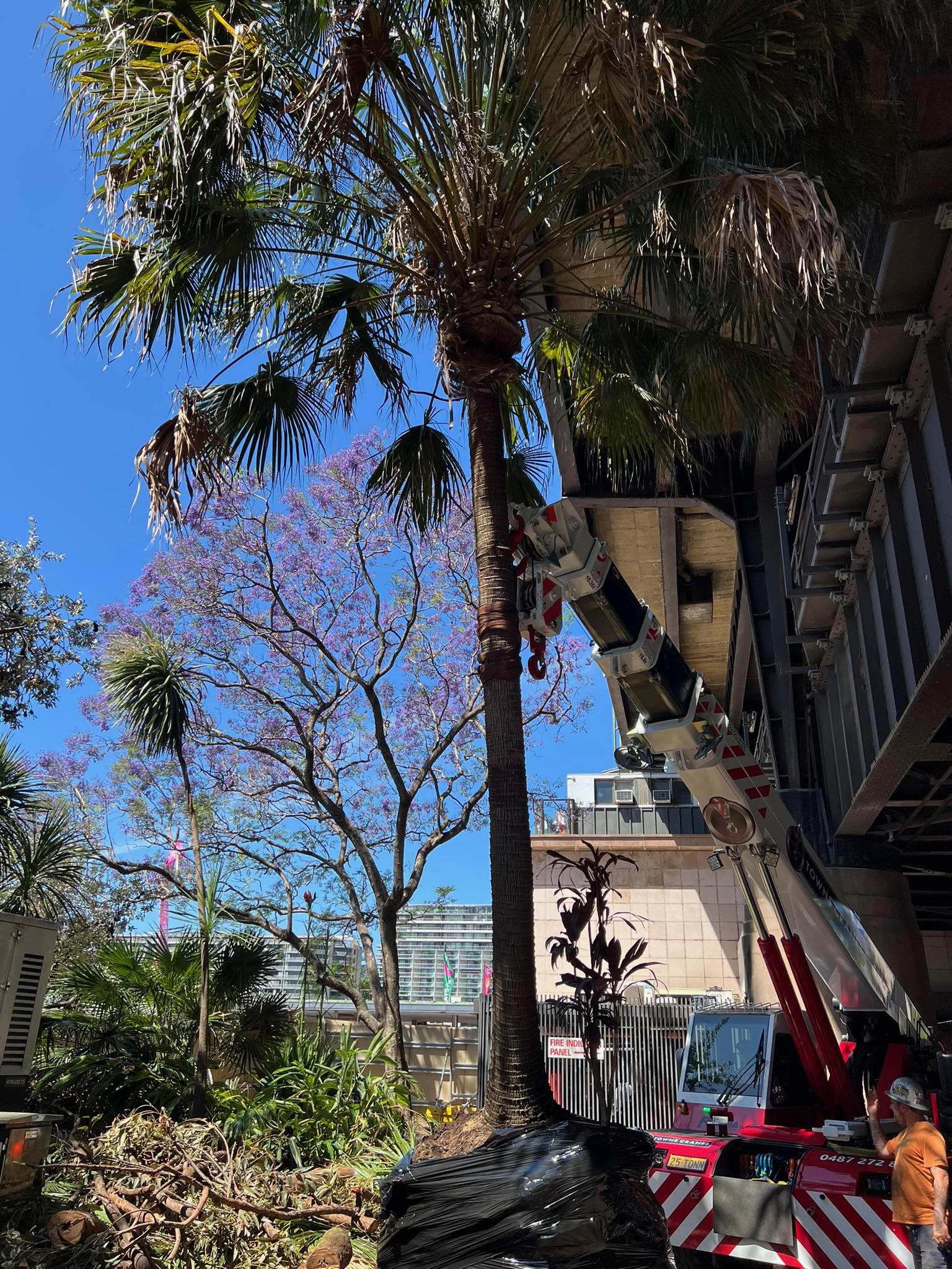 Tree relocation process at Circular Quay, featuring a crane lifting a palm tree surrounded by lush greenery and a clear blue sky.