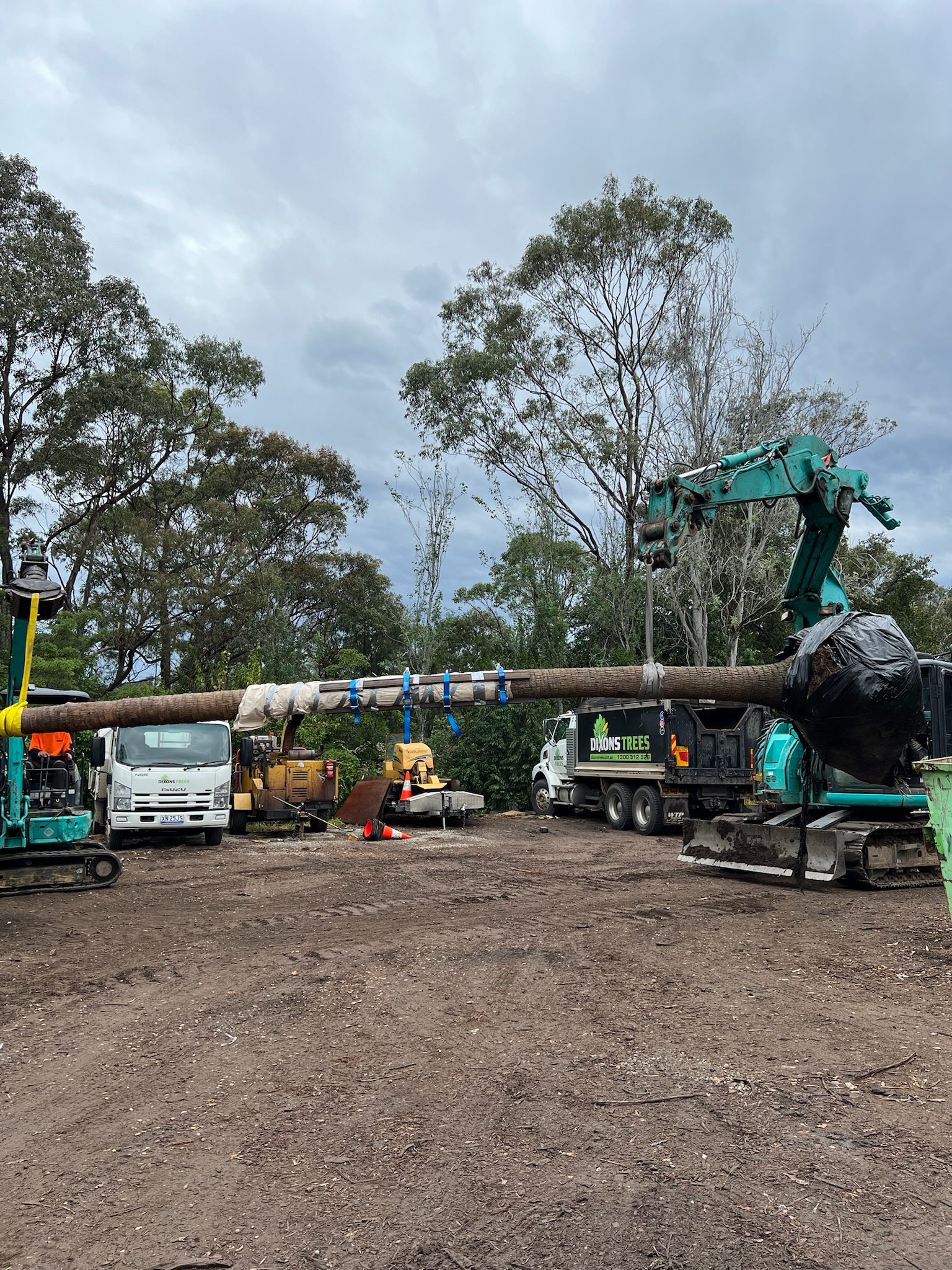 Tree relocation in progress with a crane lifting a large tree trunk at a site in Sydney, showcasing professional tree transplanting services.