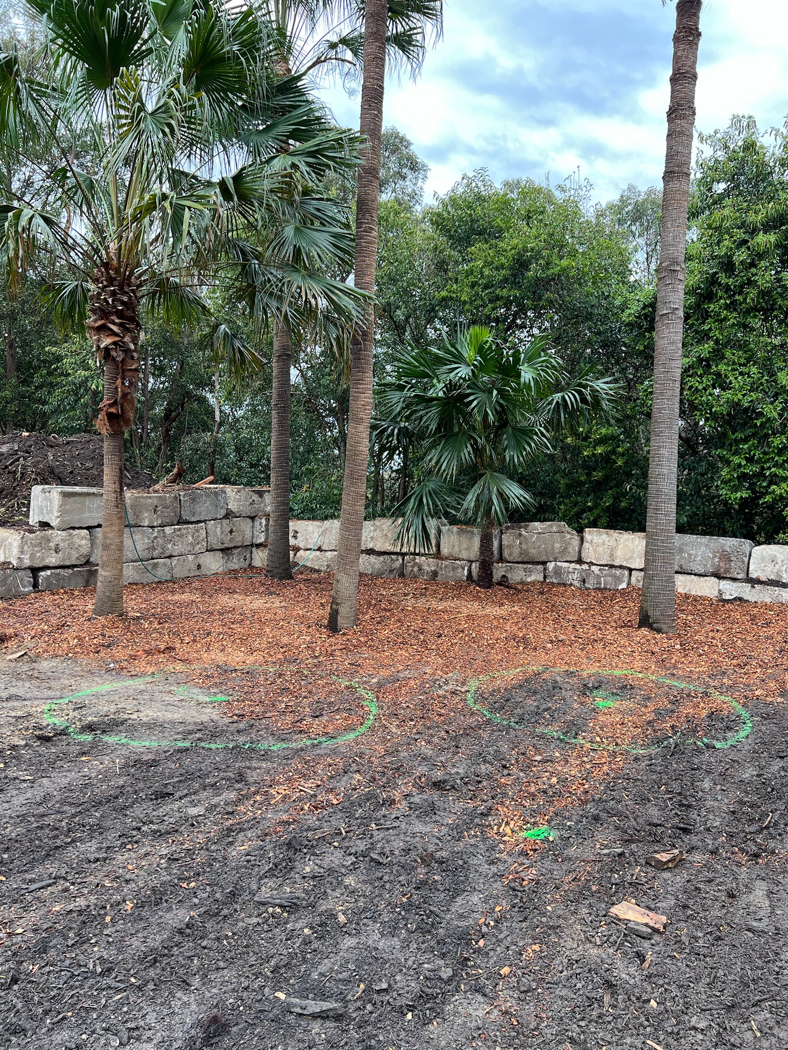 View of a landscaped area at Circular Quay with palm trees, mulch, and marked grounds, showcasing tree relocation services in Sydney.