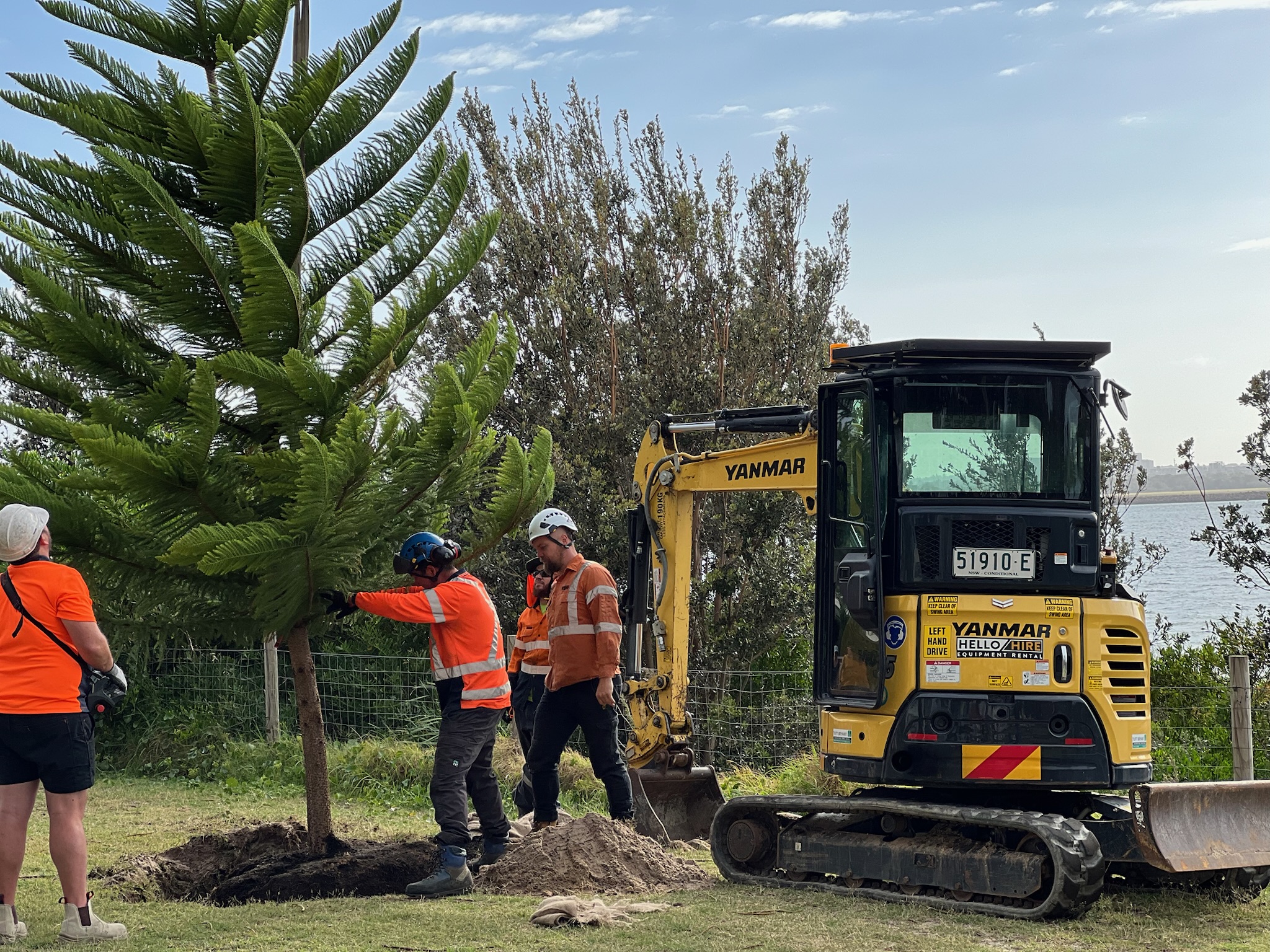 Tree relocation in progress in Brighton Le Sands, featuring workers transplanting a tall tree with an excavator in a scenic outdoor setting.