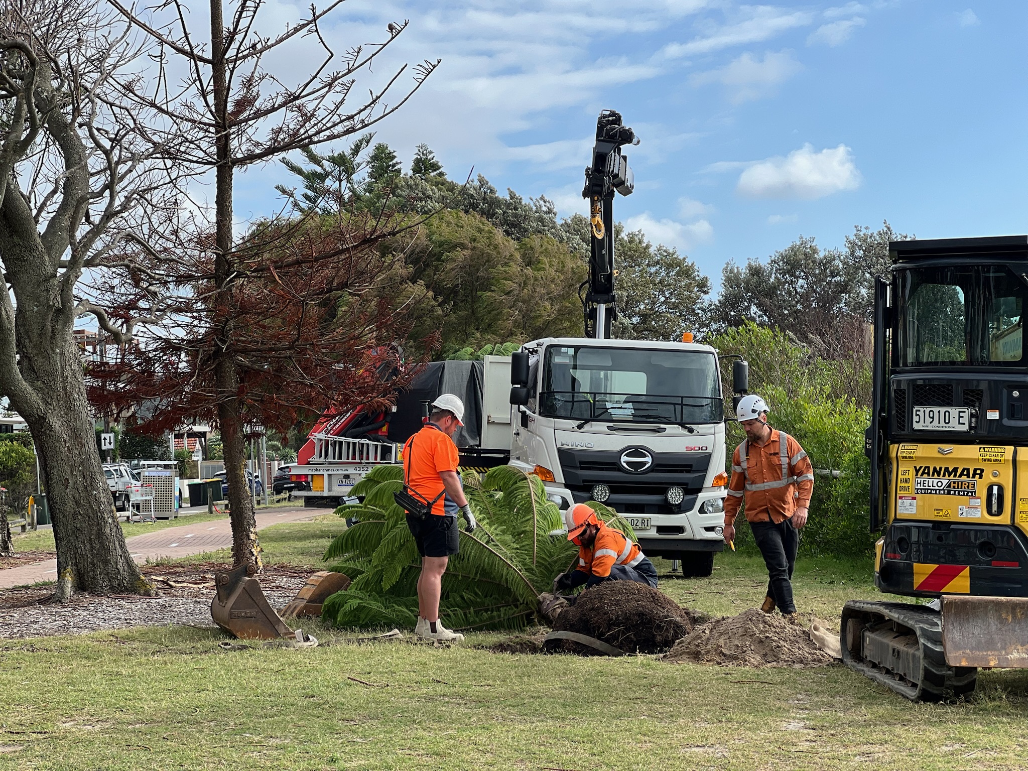 Tree relocation service in Brighton Le Sands, showcasing professionals transplanting a large tree with specialized equipment and machinery in a park area.