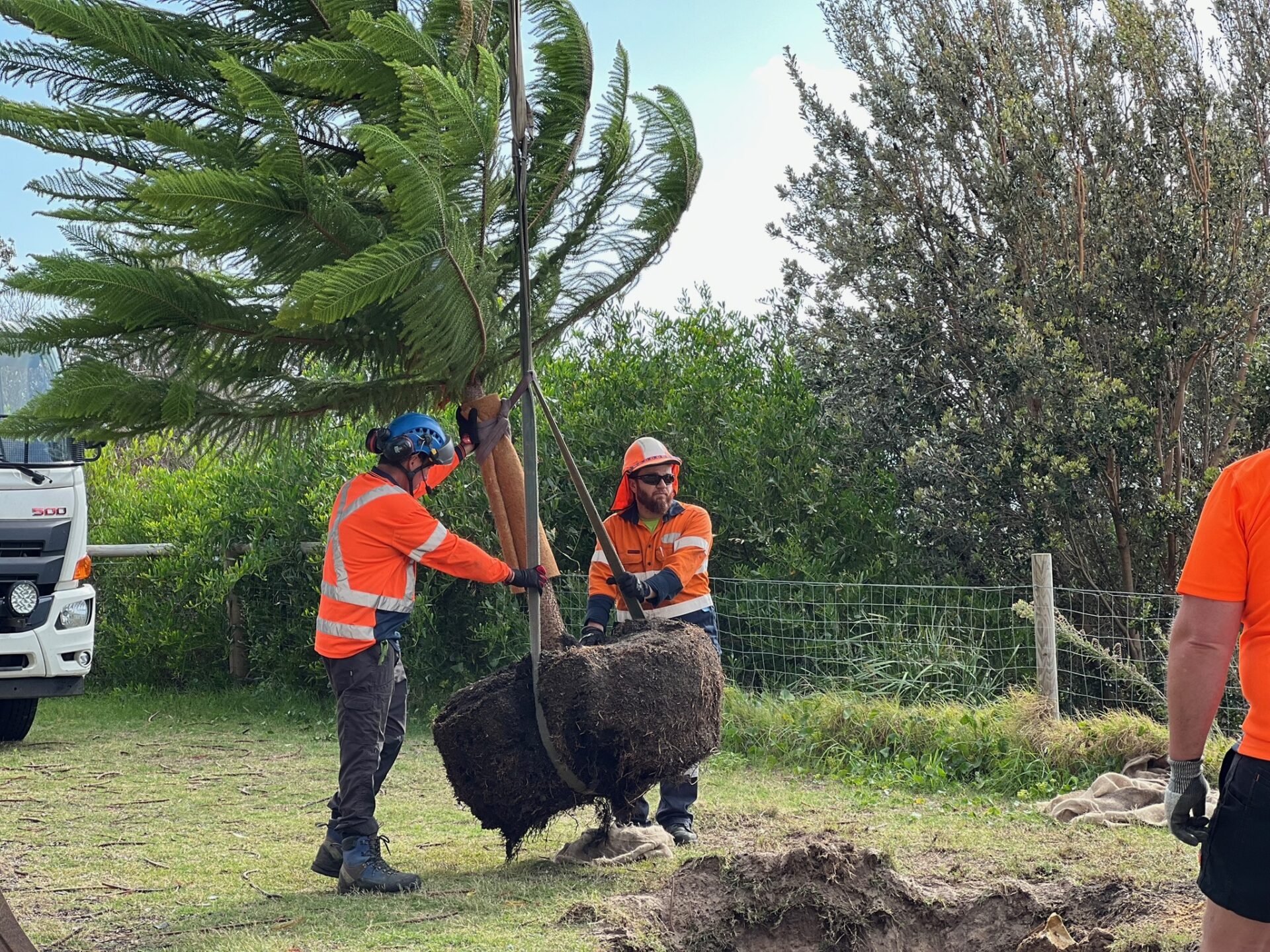 Two workers in orange safety gear carefully transplanting a large tree, showcasing Dixons Tree Transplanting's expertise in tree relocation and landscape enhancement.