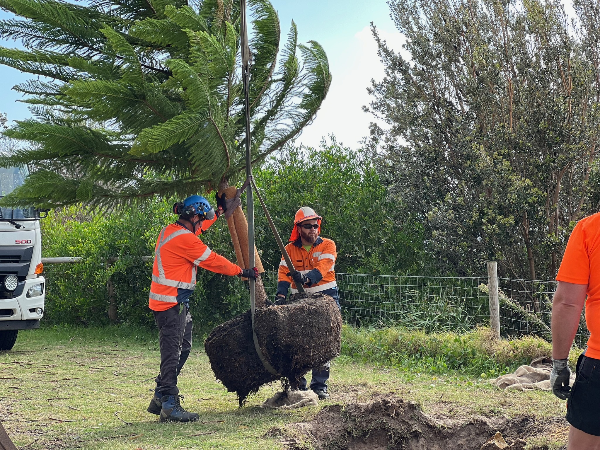 Two workers in orange safety gear carefully transplanting a large tree, showcasing Dixons Tree Transplanting's expertise in tree relocation and landscape enhancement.