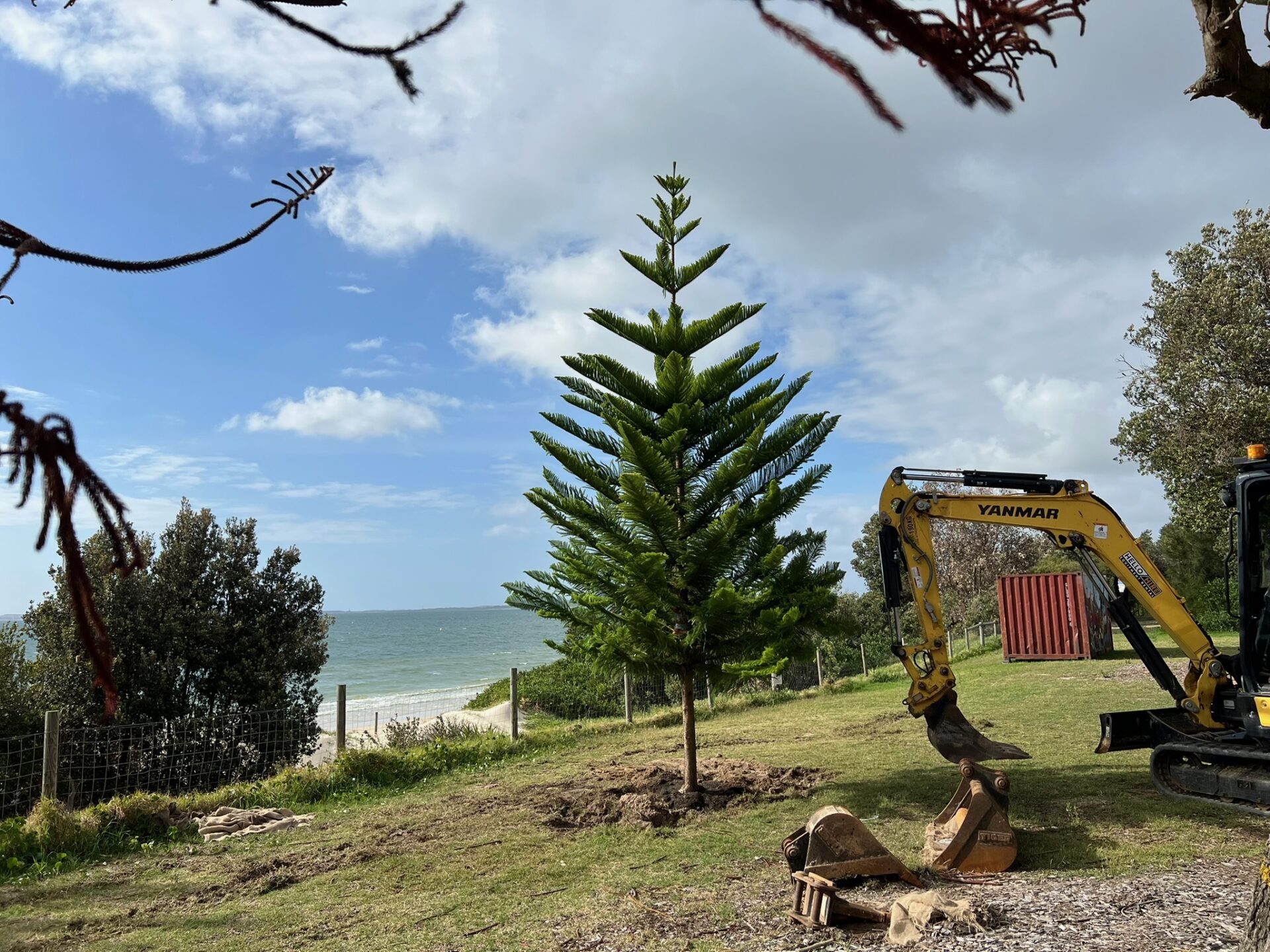 Professionals using an excavator for tree relocation at Brighton Le Sands, with a background view of the ocean and a healthy pine tree.