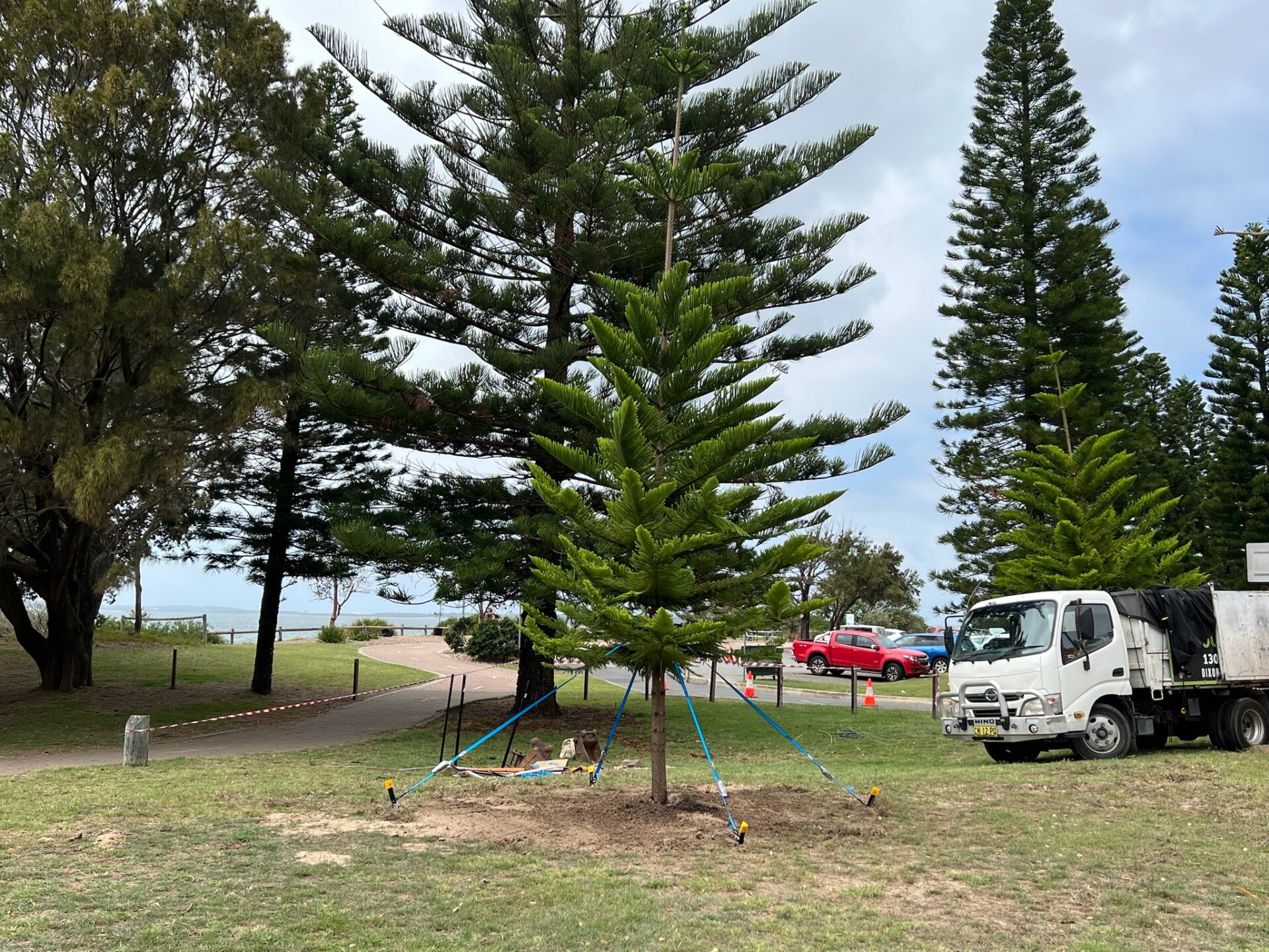 Tree relocation service in Brighton Le Sands, featuring a newly transplanted tree secured with ropes in a park setting, with a utility truck in the background.
