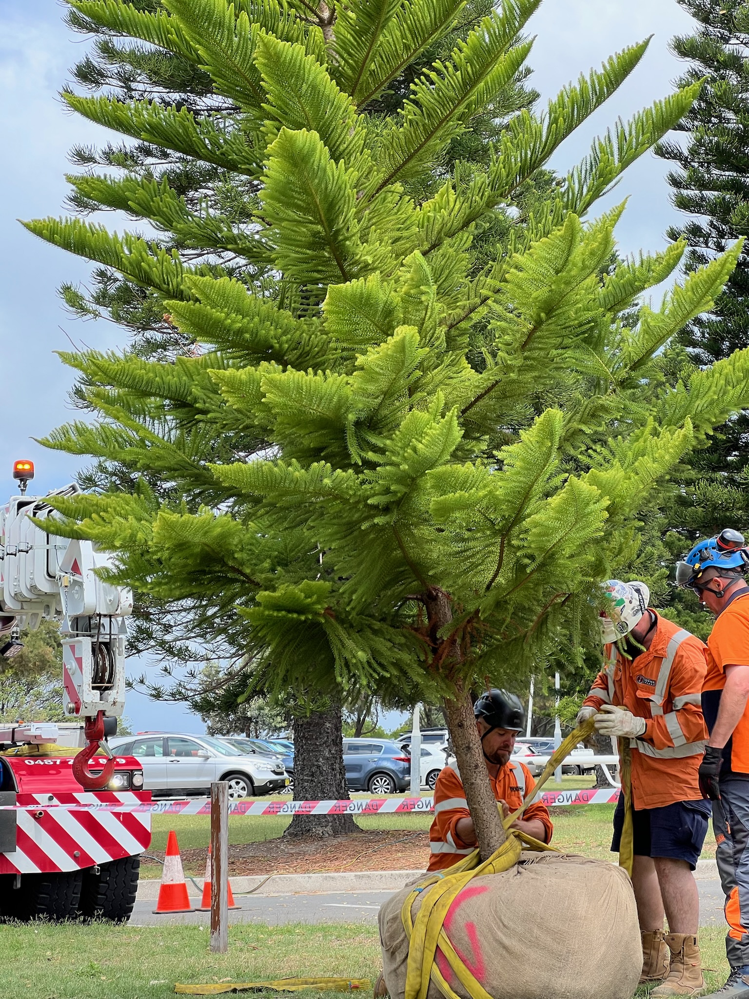 Tree relocation service in Brighton Le Sands, showing a team of professionals carefully transplanting a young tree with equipment and safety gear.