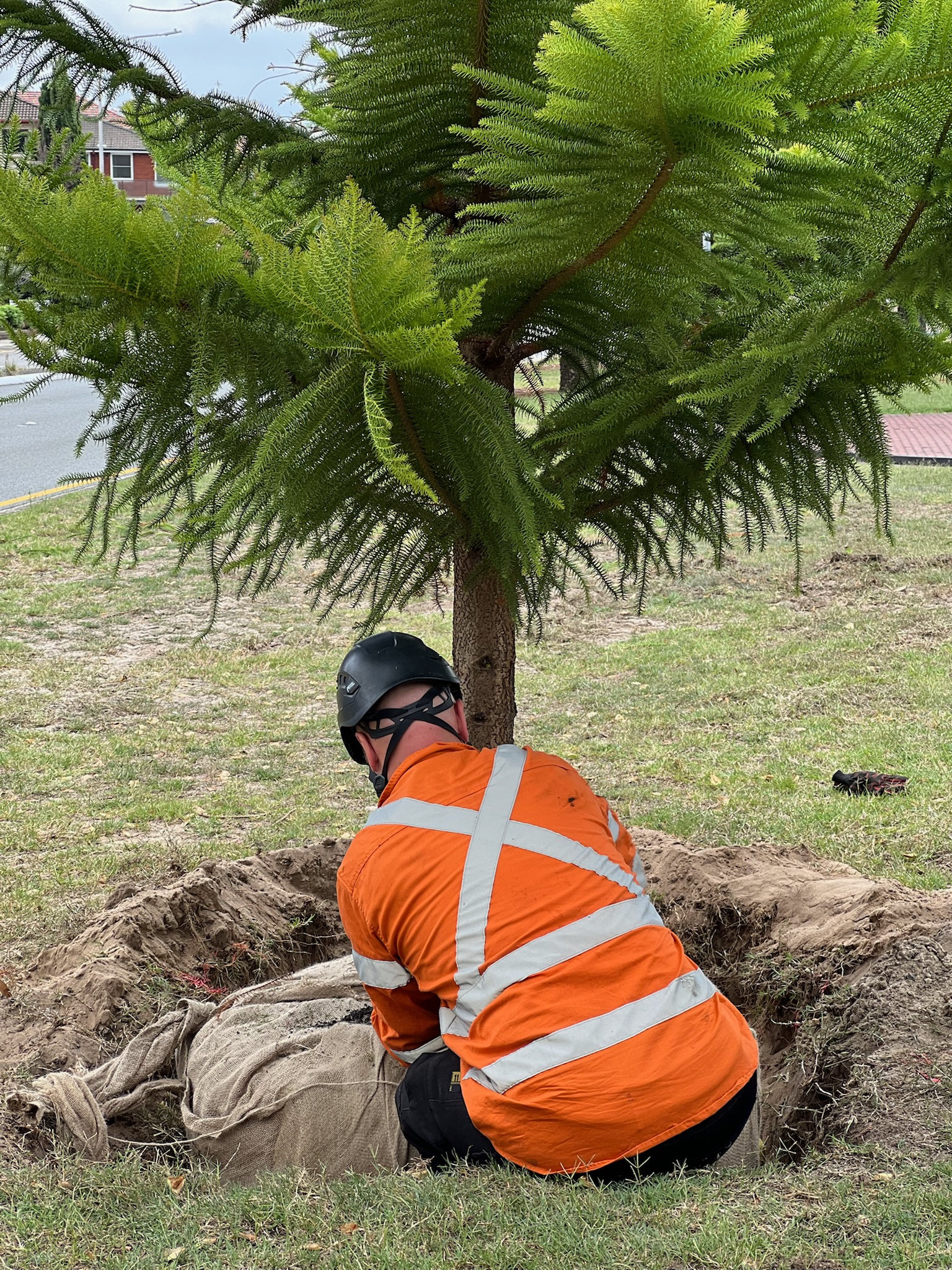 A tree relocation expert in an orange safety vest performing tree transplanting services in Brighton Le Sands, Sydney, with a freshly dug hole and a tree ready for relocation.