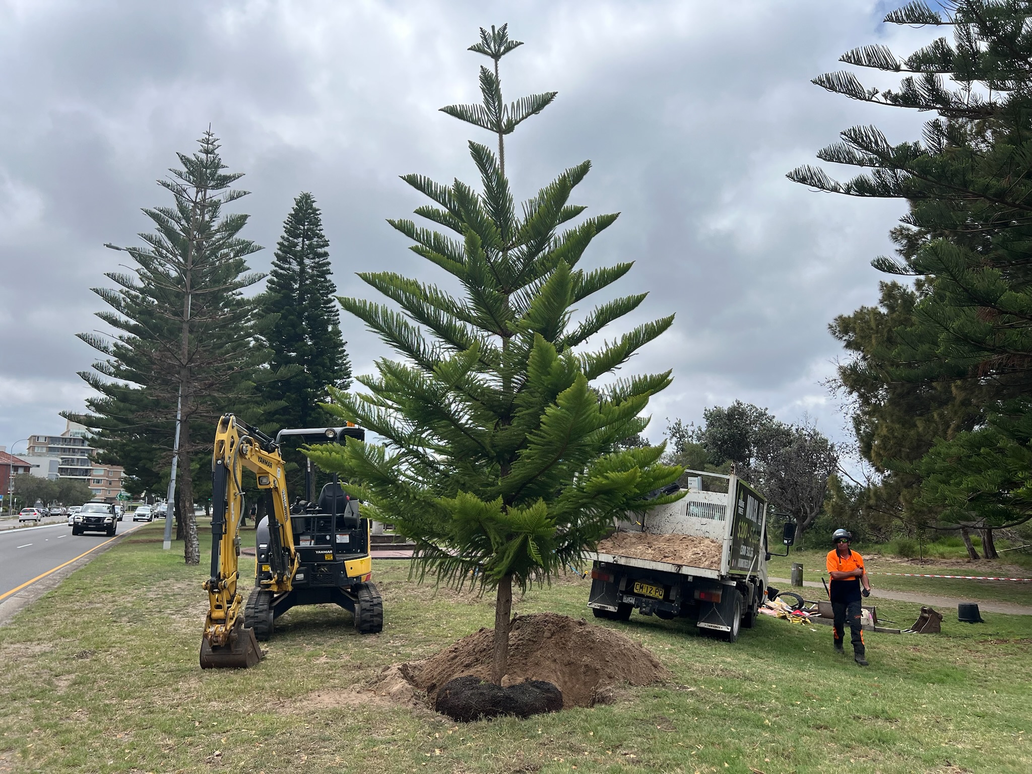 Professional tree relocation service in Brighton Le Sands, showcasing a freshly planted tree with a digger and worker in the background.