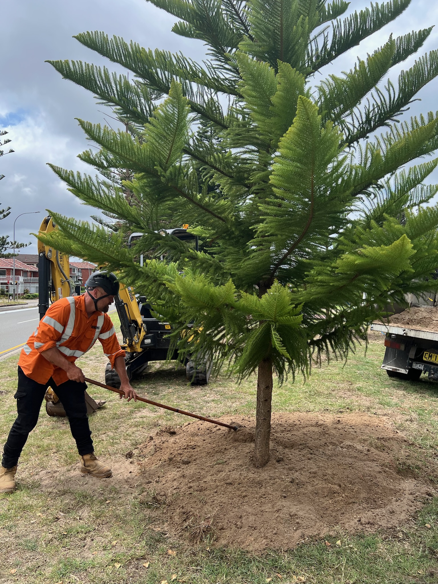 Worker transplanting a tree in Brighton Le Sands, demonstrating professional tree relocation services near Sydney.
