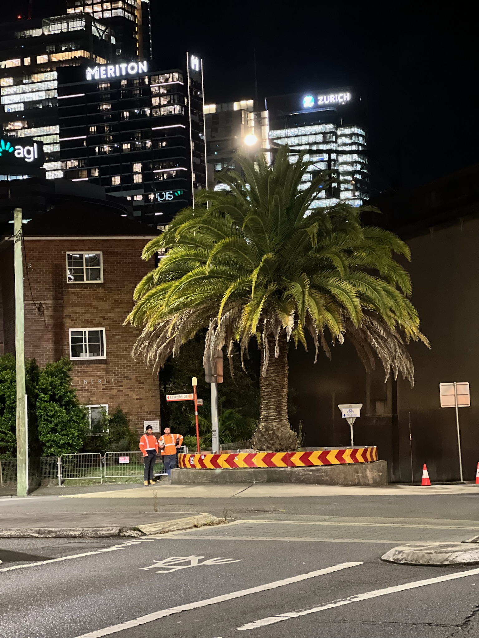 Night view of a large palm tree with two workers in safety vests discussing tree relocation near the intersection in North Sydney, showcasing professional tree transplanting services.