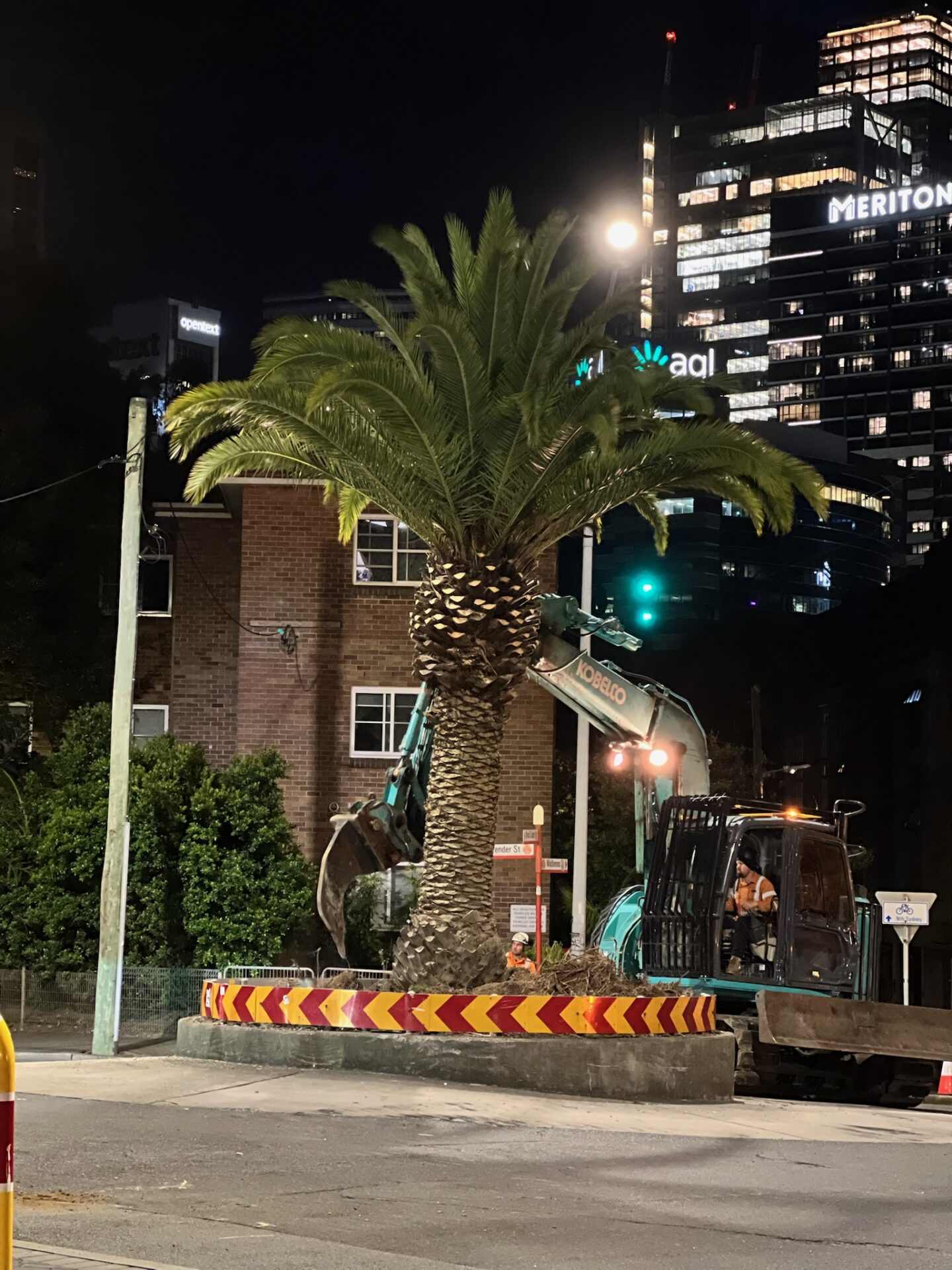 Nighttime view of a palm tree being relocated by an excavator in North Sydney, showcasing safe tree transplanting services amidst urban surroundings.