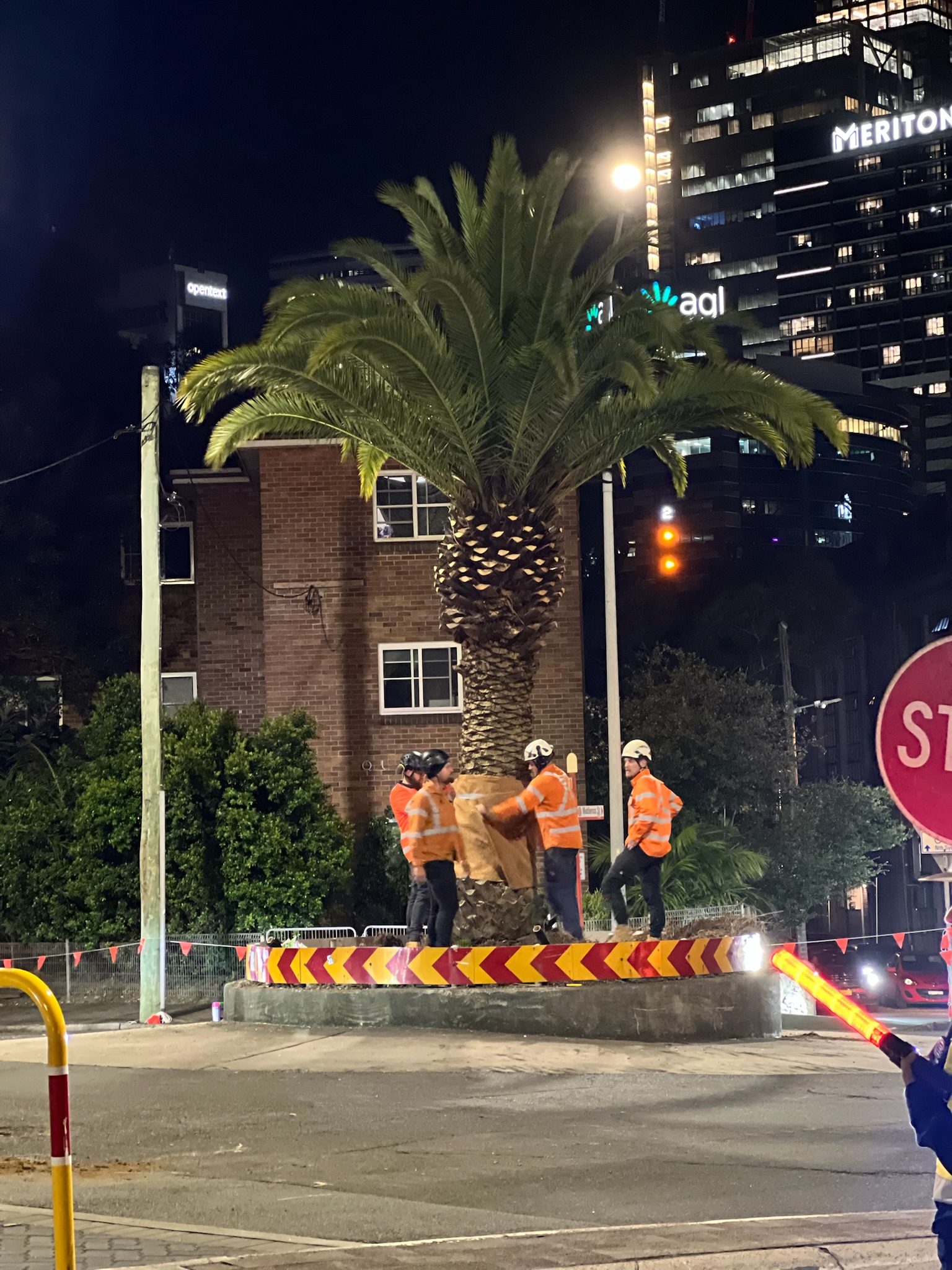 Workers in safety gear performing tree relocation at a roundabout in North Sydney, showcasing professional tree transplanting services.