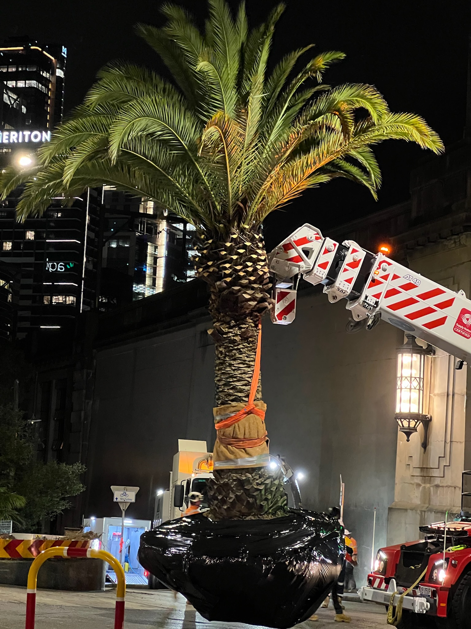 A palm tree being safely relocated at night in North Sydney, showcasing professional tree transplanting services.