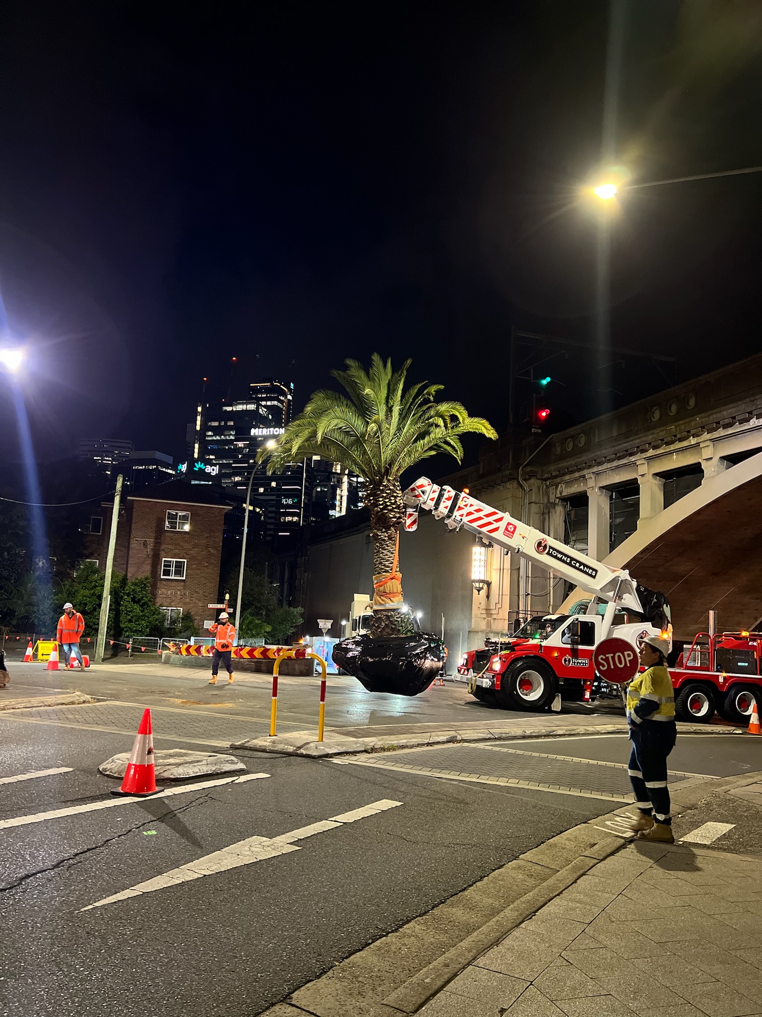 Nighttime tree relocation in North Sydney, featuring a crane lifting a palm tree while workers manage traffic and safety measures.