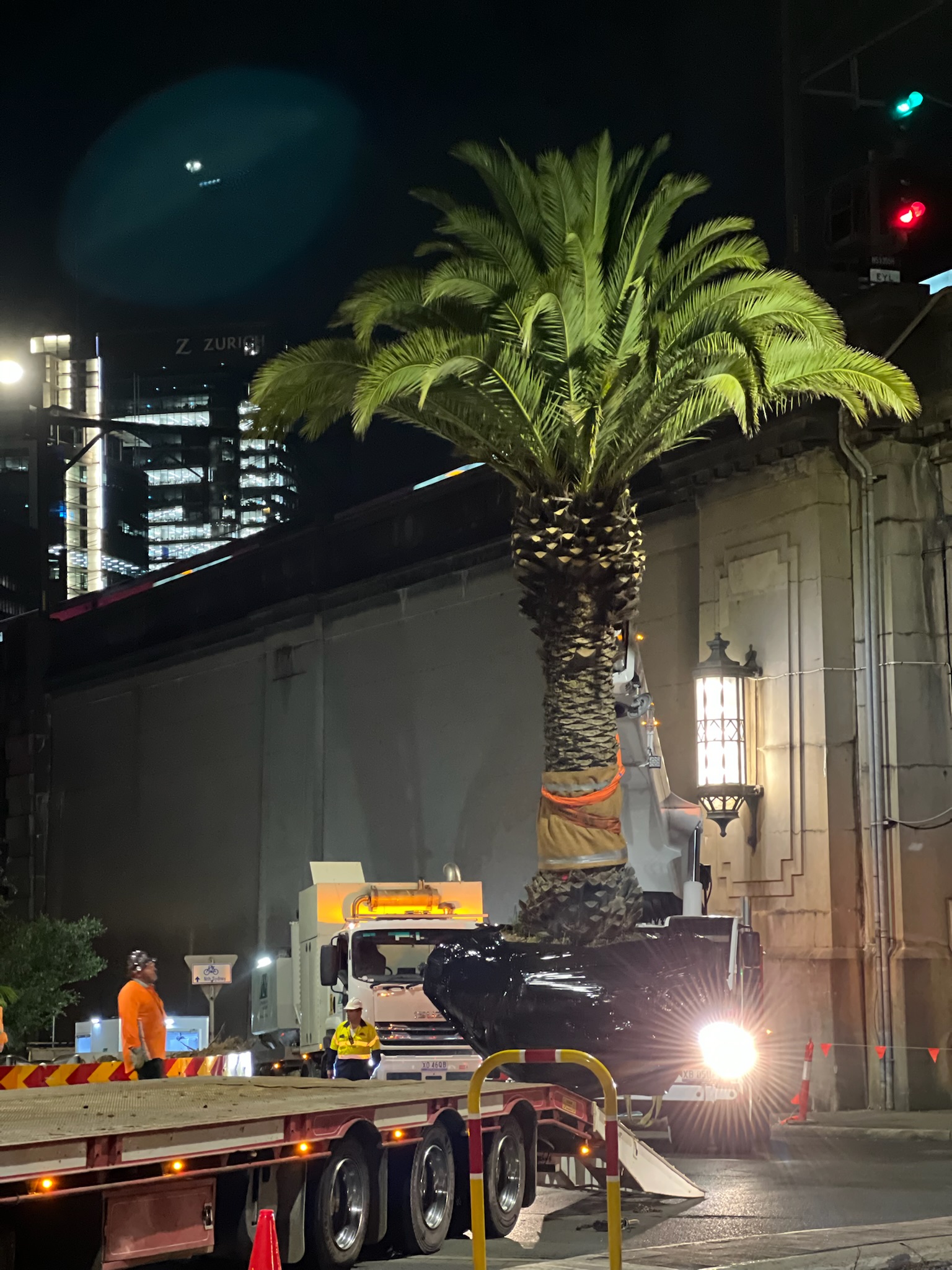 Nighttime image of a palm tree being relocated on a truck in North Sydney, showcasing professional tree transplanting services.
