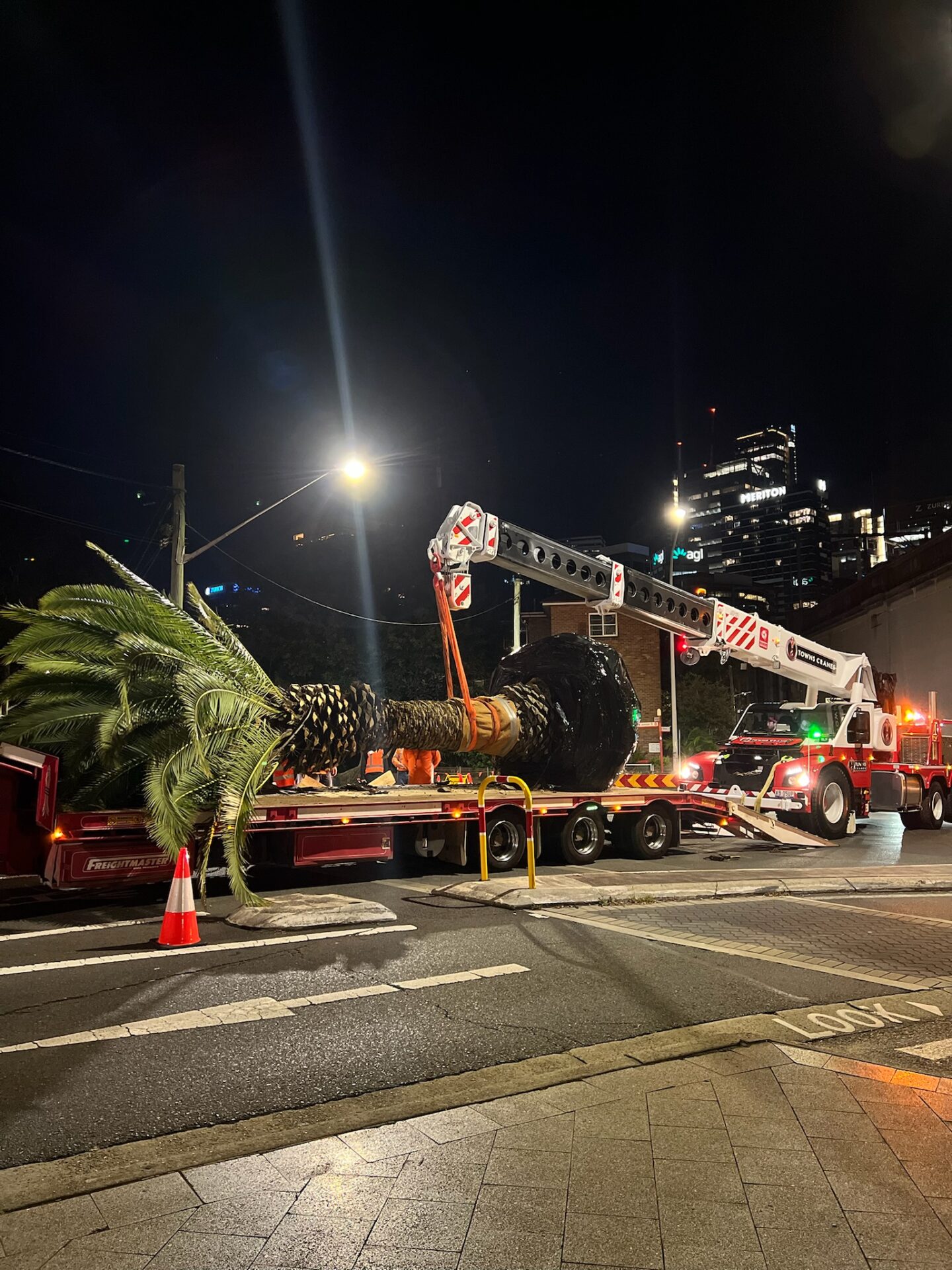 Nighttime image of a large palm tree being relocated in North Sydney, showcasing a tree transplanting truck and crane in action.