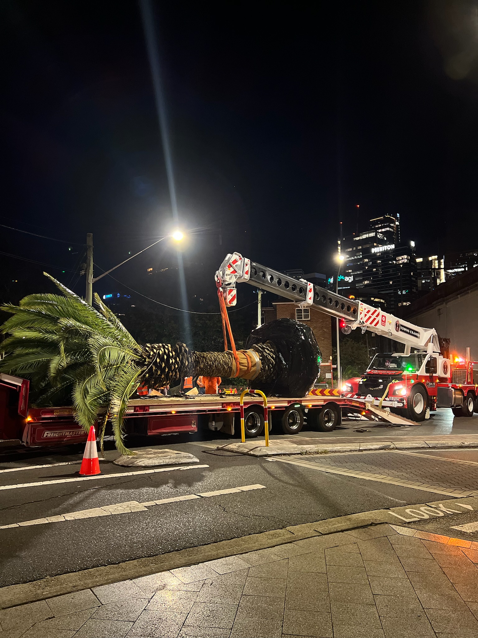 Nighttime image of a large palm tree being relocated in North Sydney, showcasing a tree transplanting truck and crane in action.