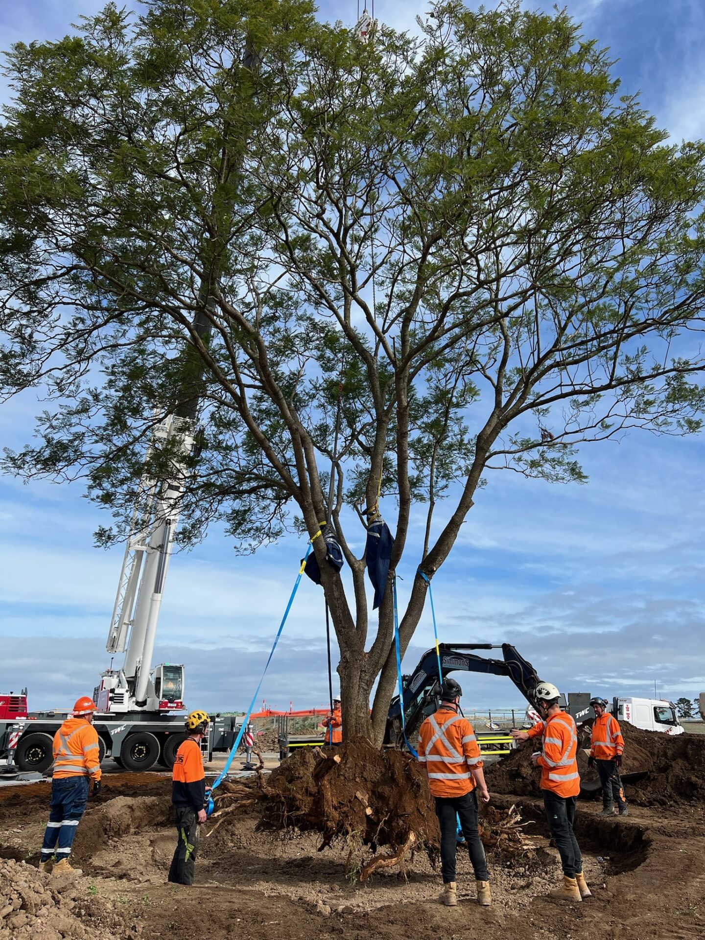 Tree relocation professionals using equipment for safe tree transplanting.