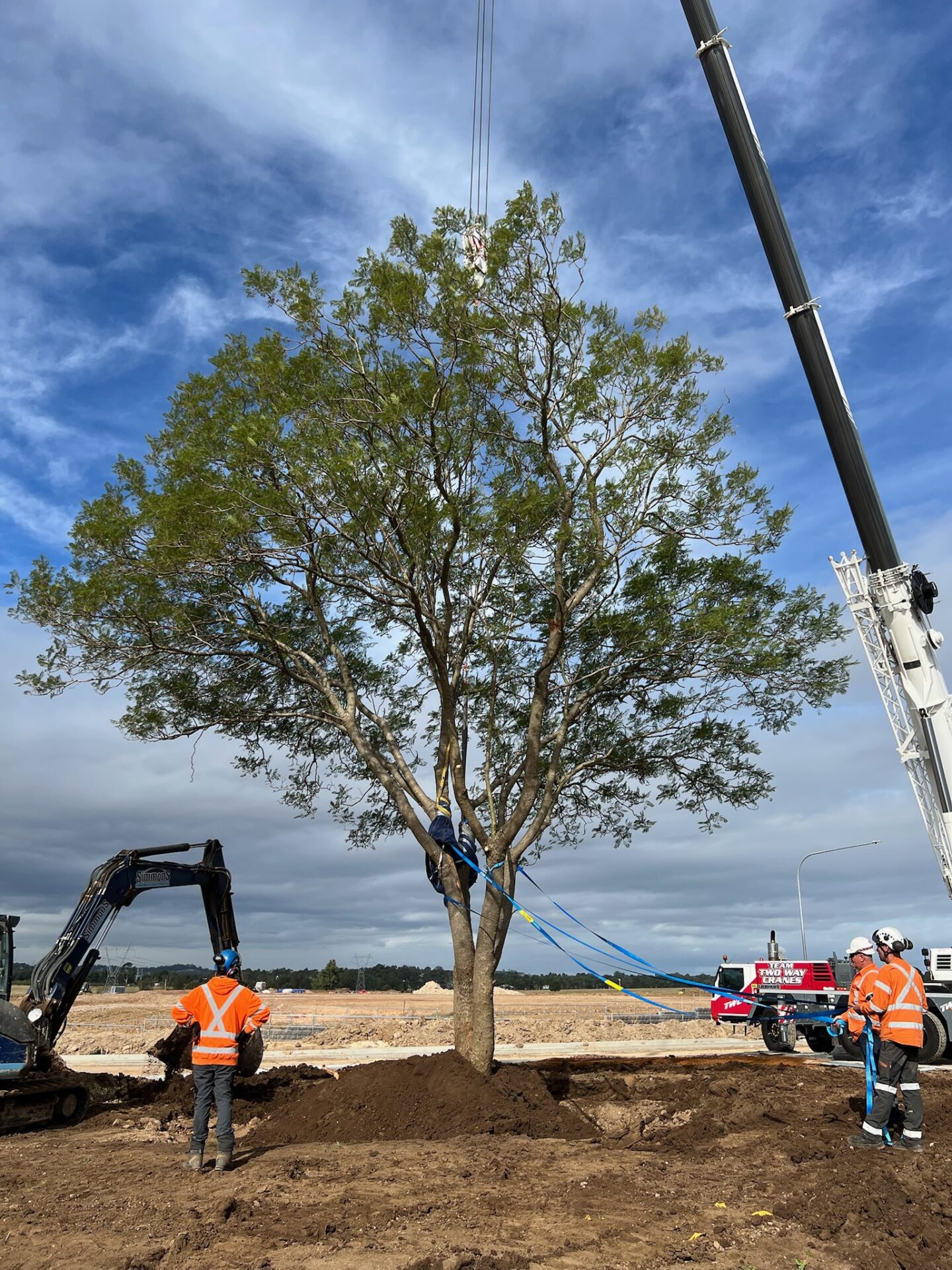 Dixons Tree Transplanting team skillfully relocating a mature tree using a crane, showcasing their expertise in preserving natural beauty during the tree relocation process.