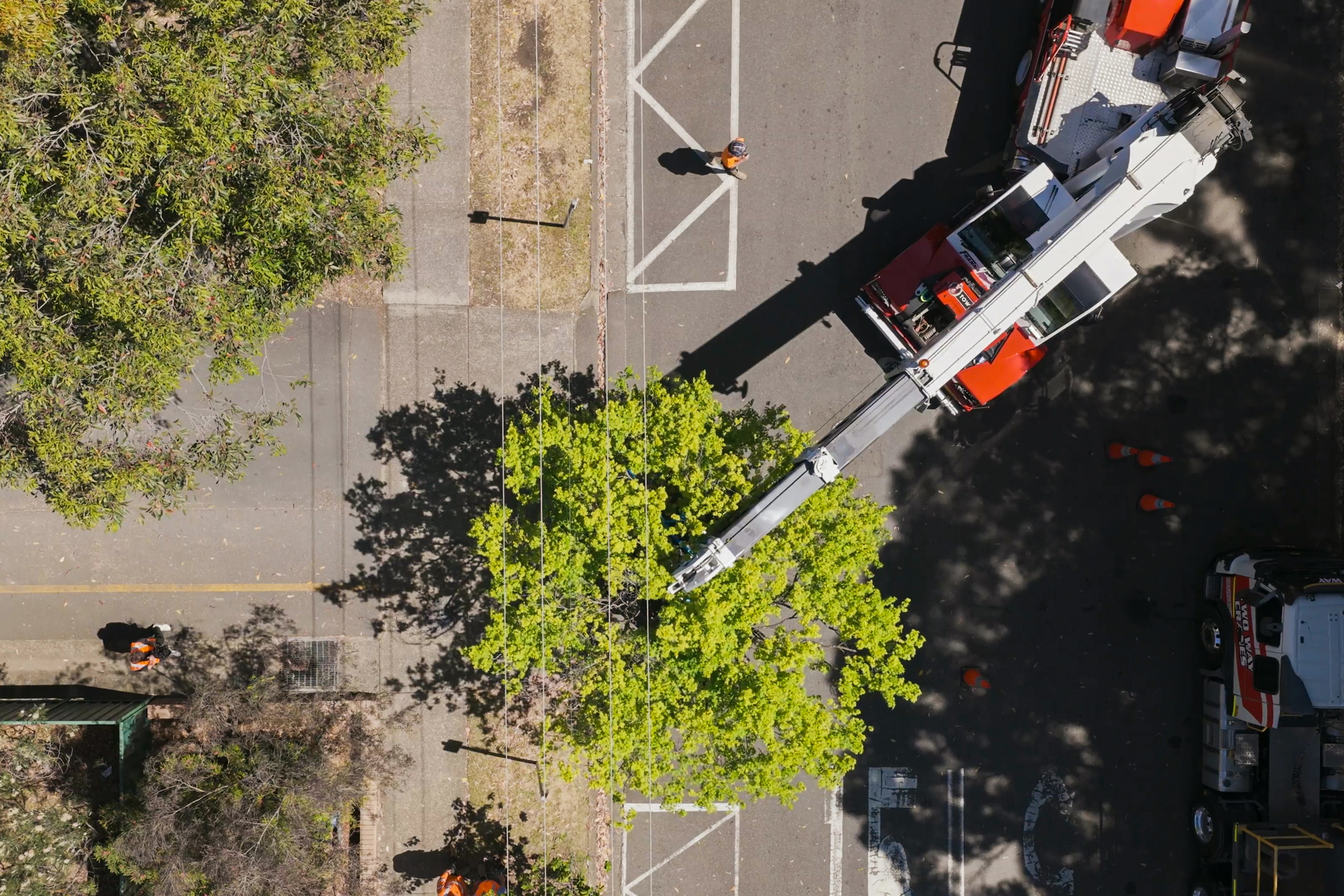 Aerial view of a tree being relocated using a crane, with workers and a fire truck nearby in a city street, showcasing professional tree transplanting services in an urban environment.