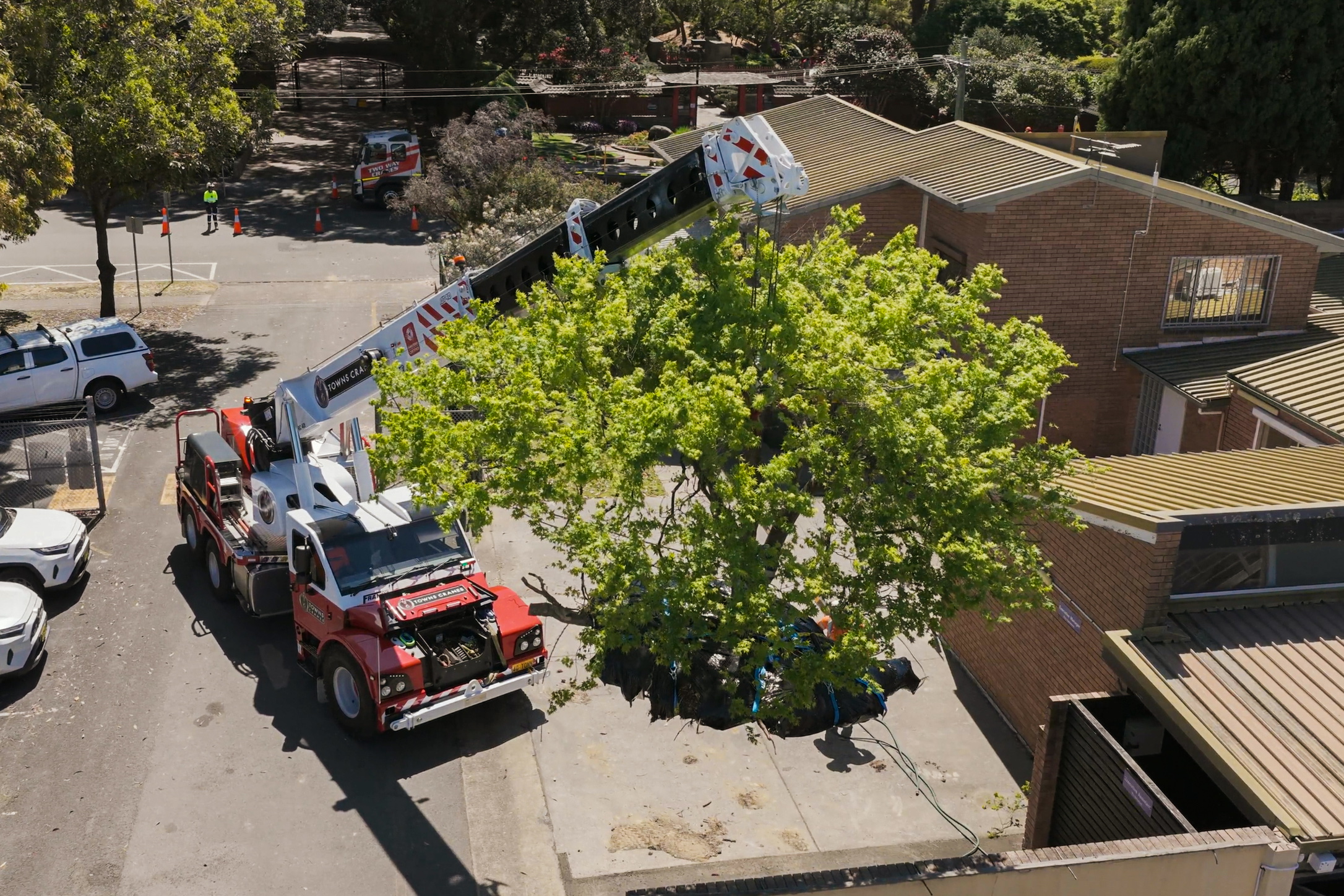 Tree relocation services in action at Auburn Botanic Gardens, showcasing a tree being lifted by a crane, with a truck and professionals on-site, emphasizing safe tree transplanting in Sydney.