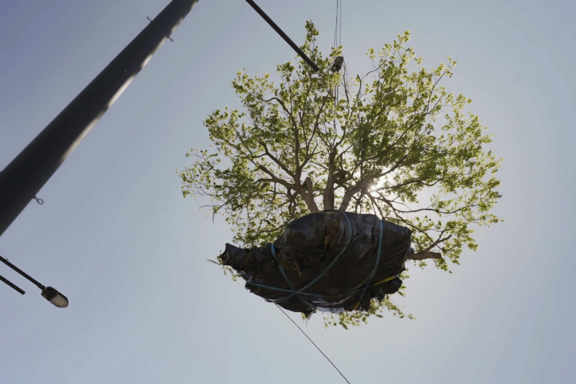 A tree being relocated in Sydney, highlighting the tree transplanting process against a bright sky, showcasing professional tree relocation services.