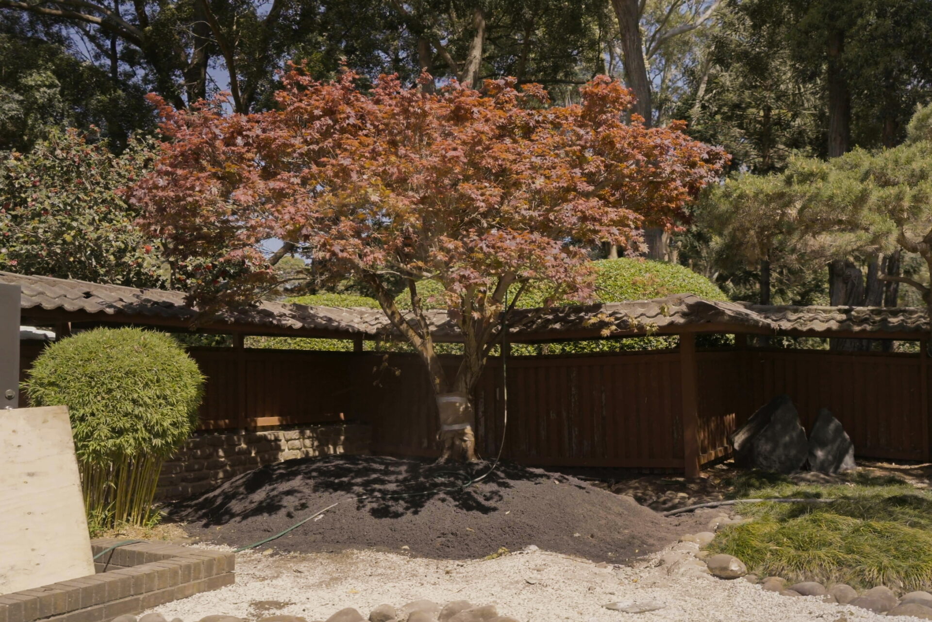 Colorful maple tree surrounded by landscaped garden at Auburn Botanic Gardens, showcasing safe tree relocation services in Sydney.