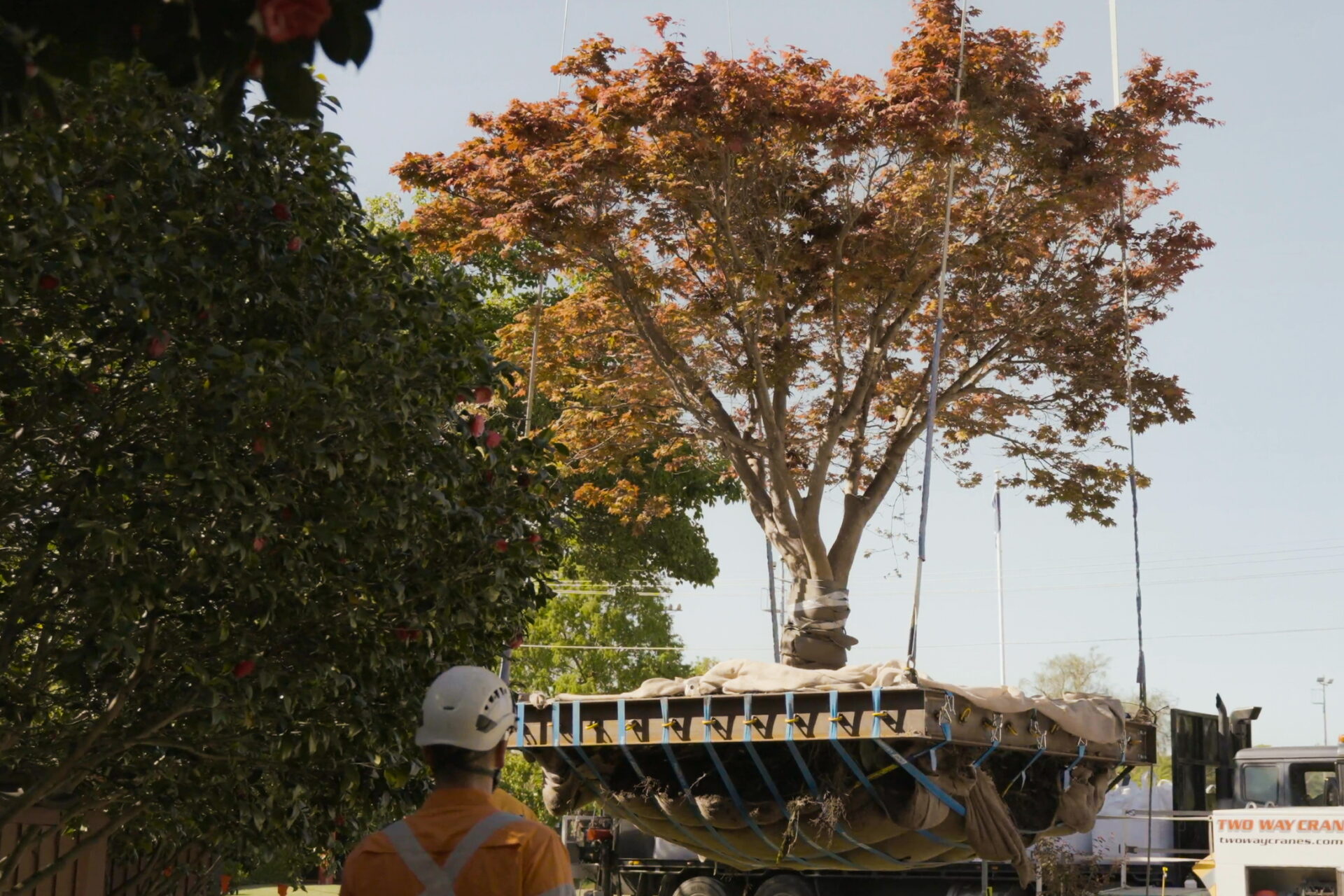 Dixons Tree Transplanting team carefully relocating a large, vibrant tree using specialized equipment, showcasing expertise in preserving tree vitality and enhancing landscapes.