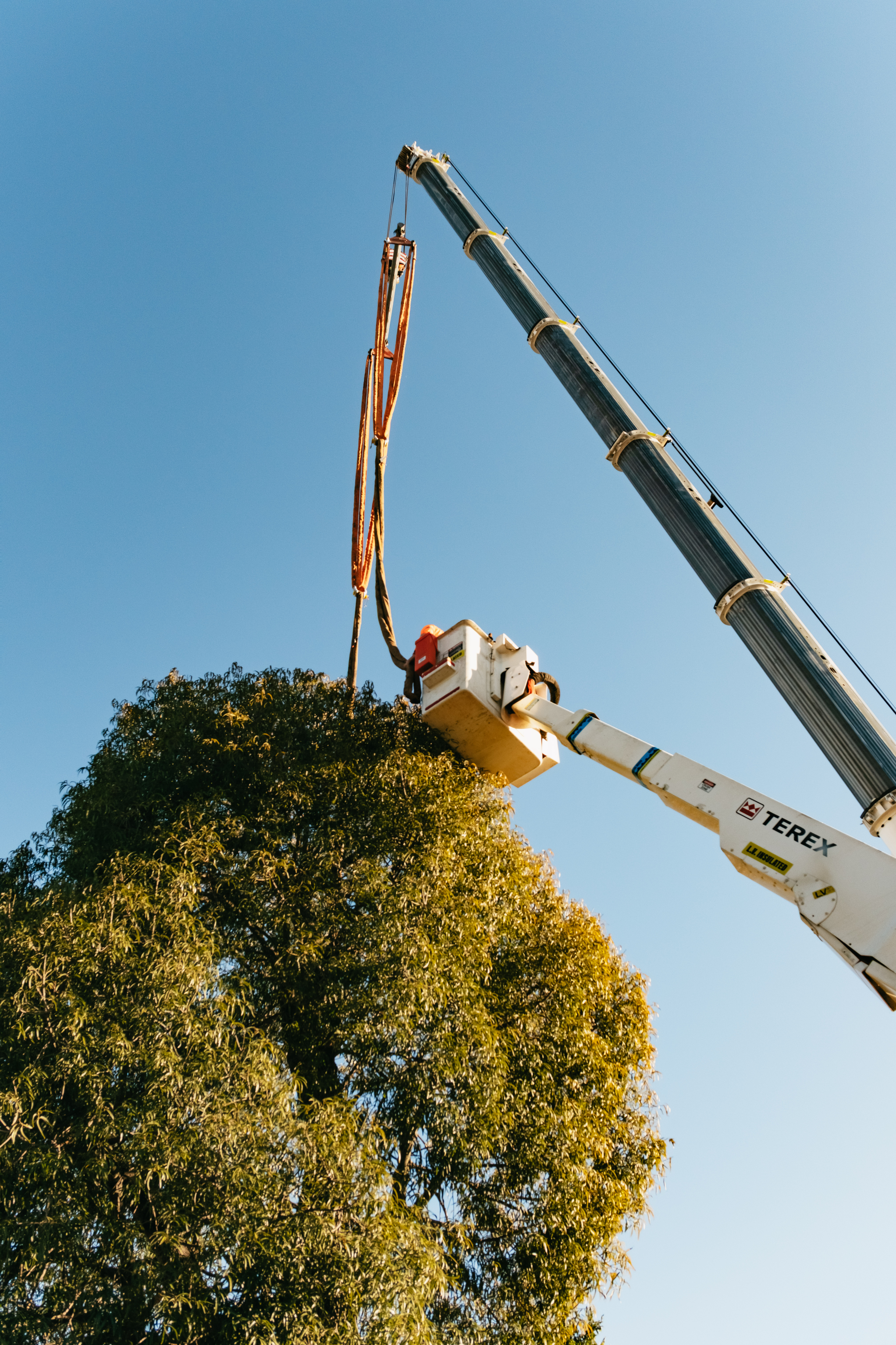 fiddler rouse hill tree relocation (web) 044
