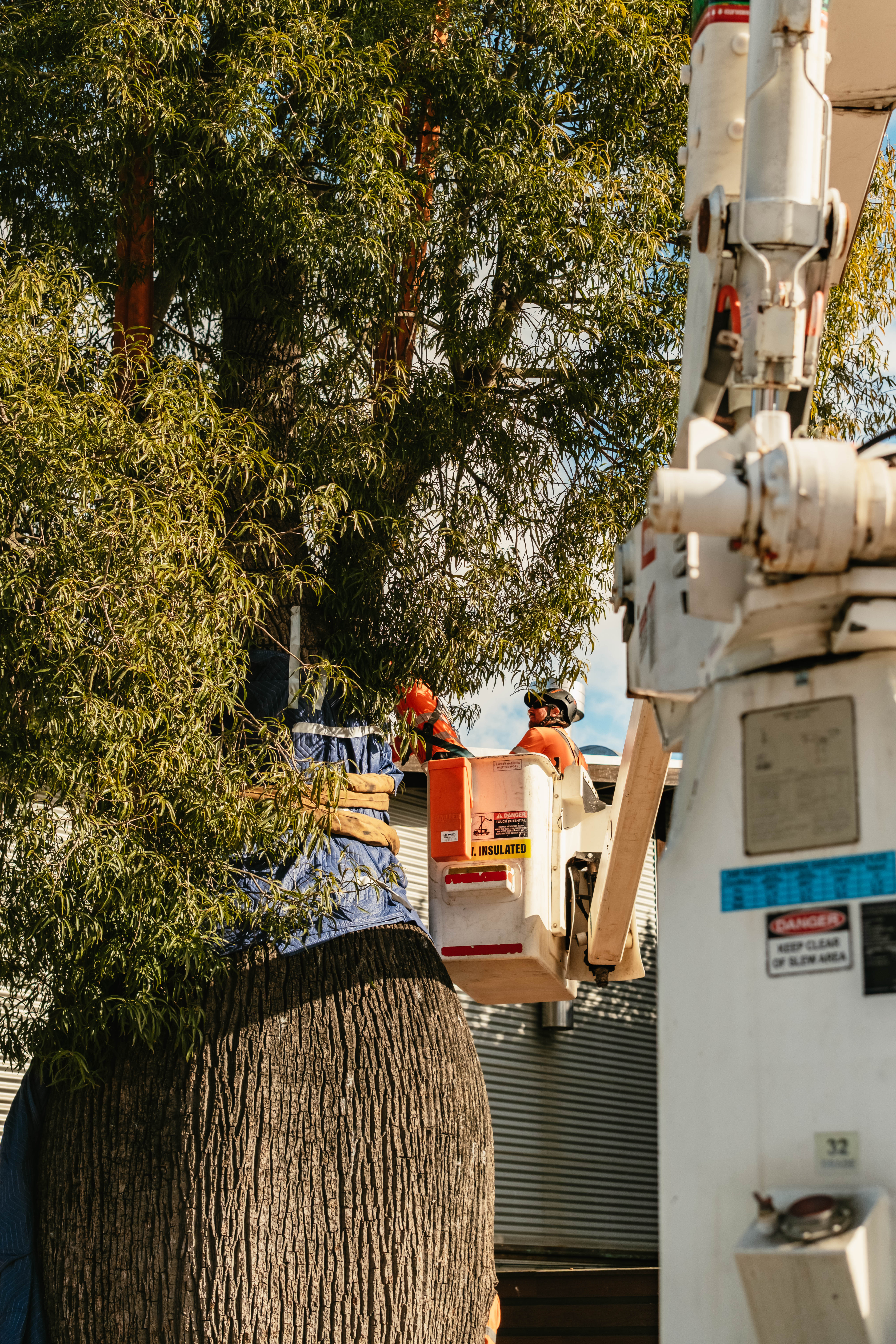fiddler rouse hill tree relocation (web) 052