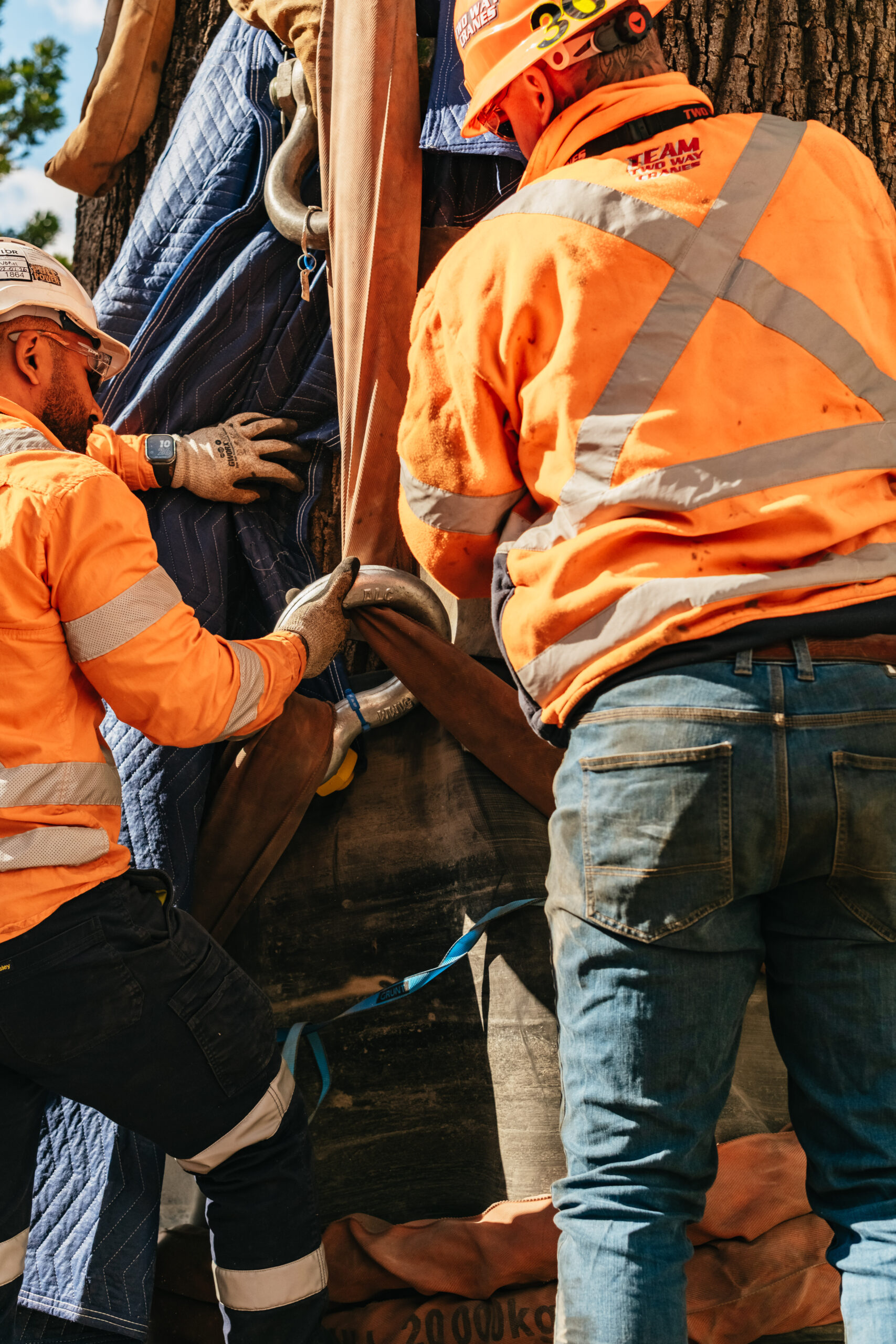 fiddler rouse hill tree relocation (web) 059