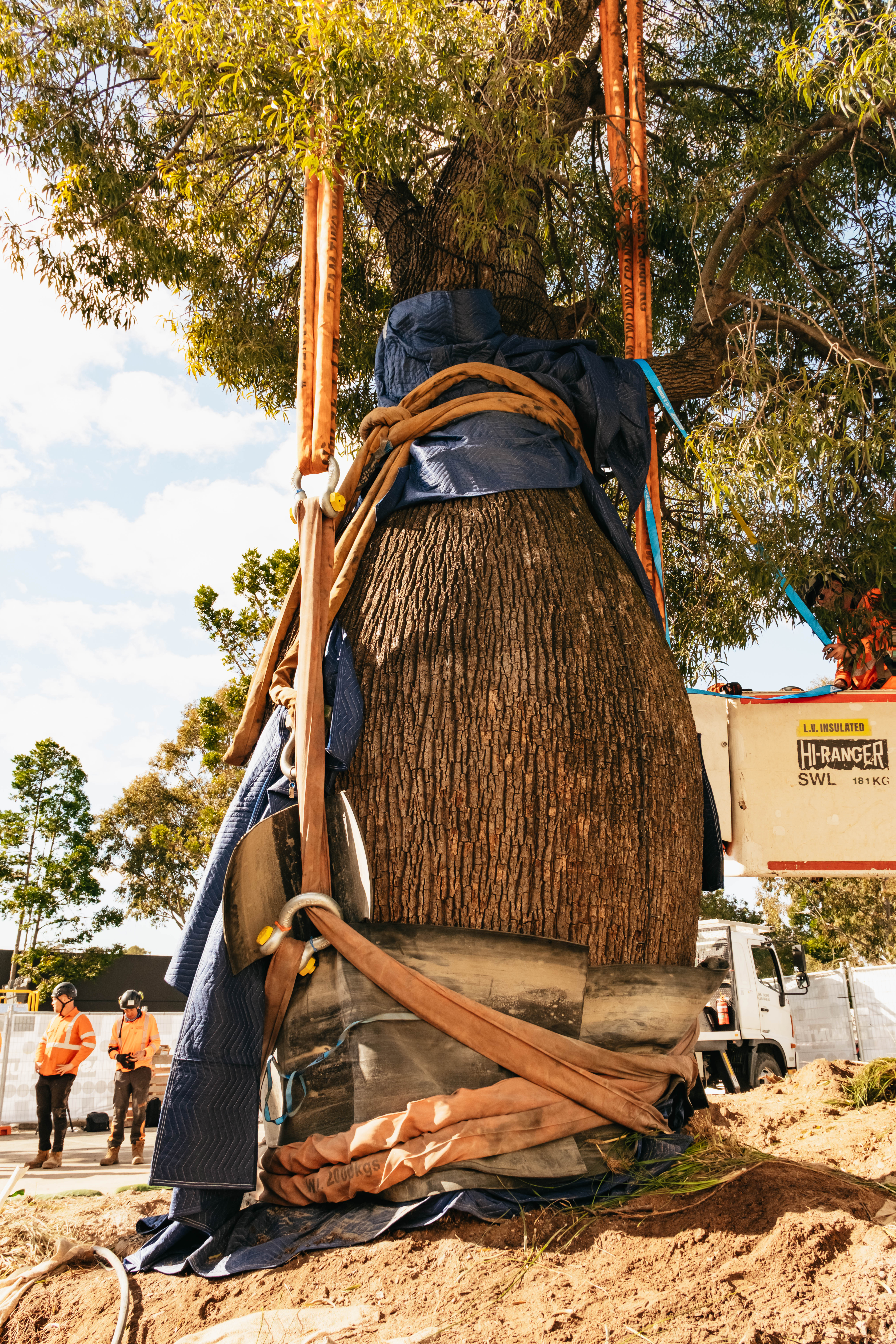 fiddler rouse hill tree relocation (web) 063